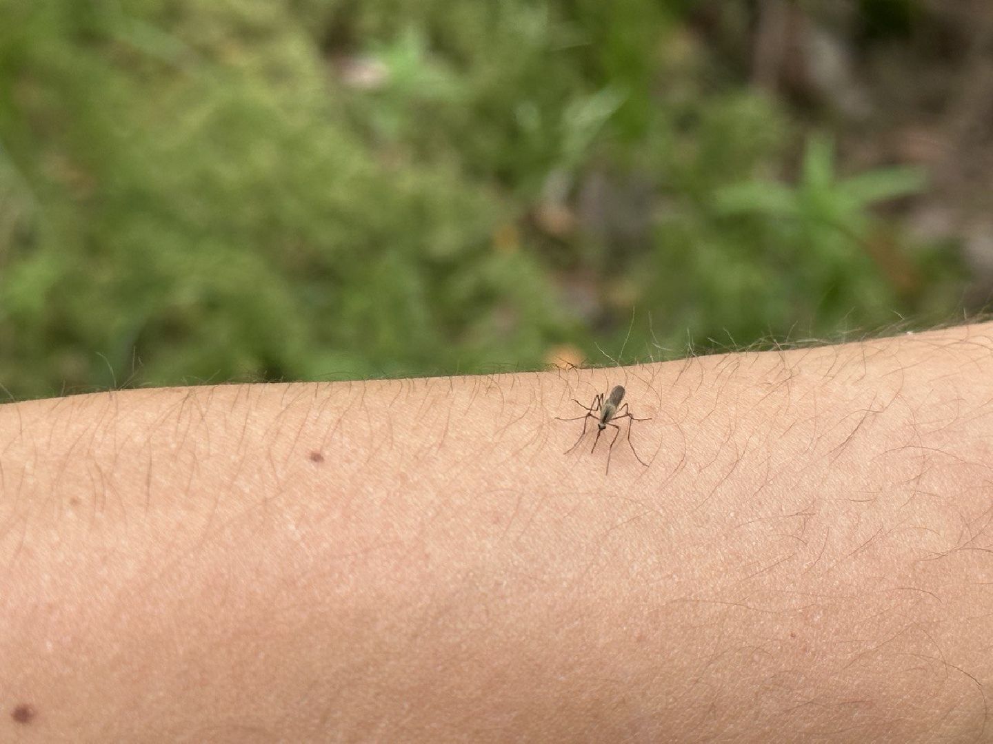 Реутов, здоровье, комары, репелленты, москитные сетки