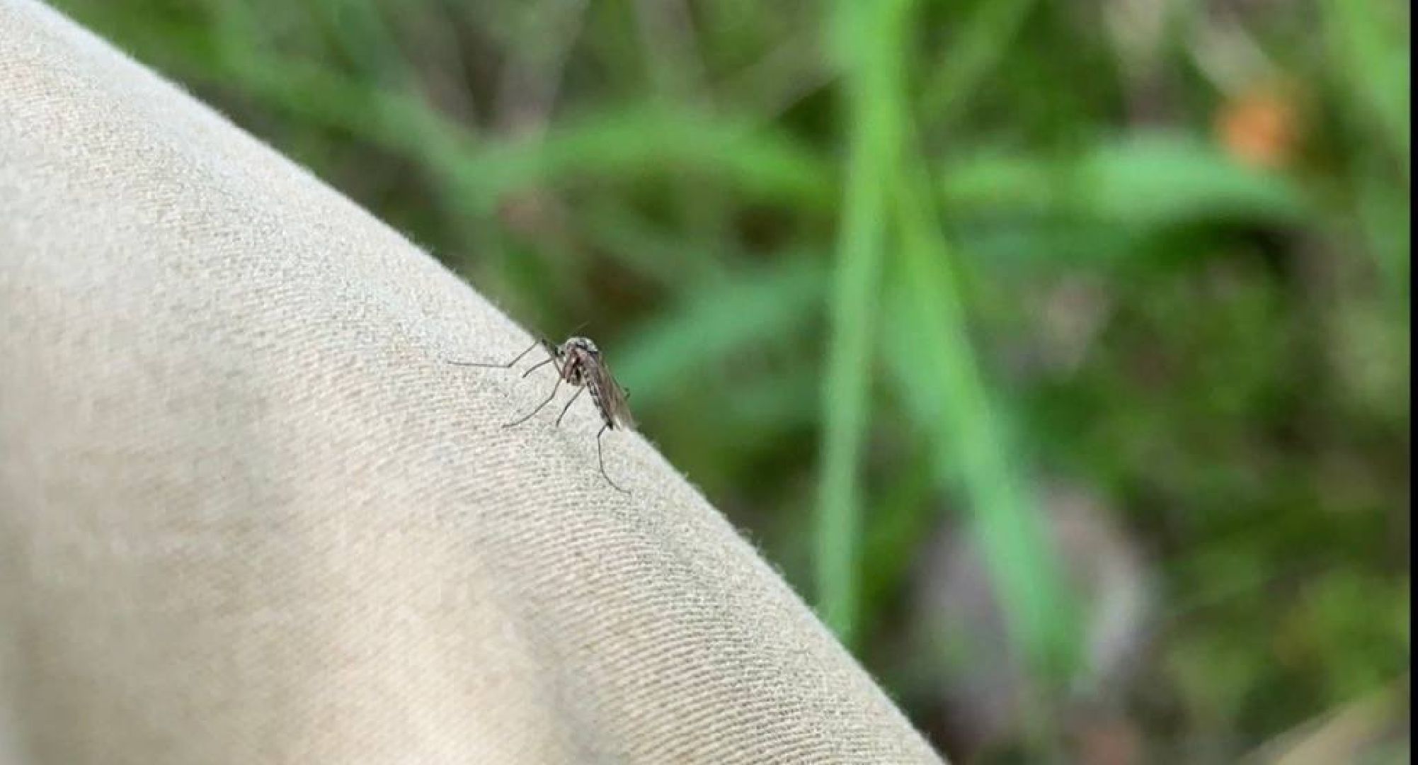 Реутов, здоровье, комары, репелленты, москитные сетки