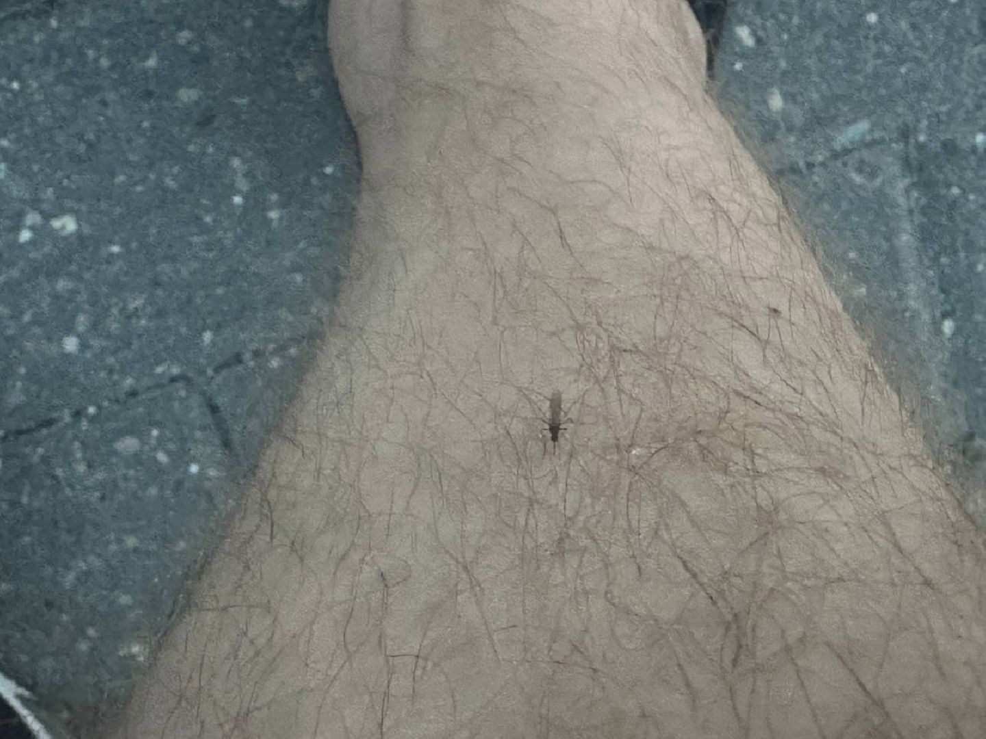 Реутов, здоровье, комары, репелленты, москитные сетки