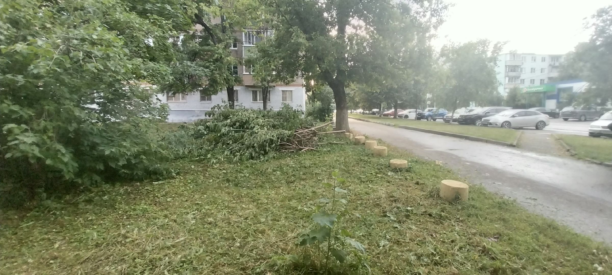 Коломна, опил деревьев, деревья