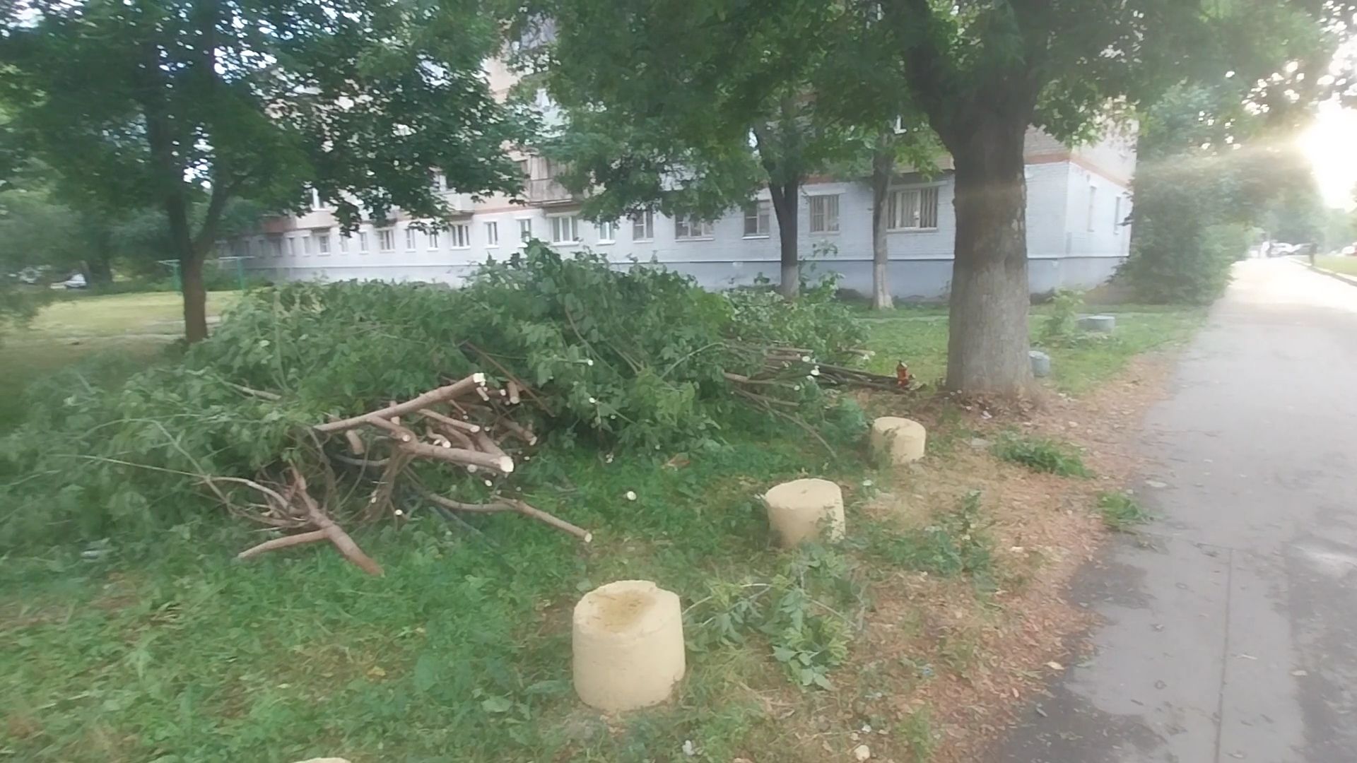 Коломна, опил деревьев, деревья