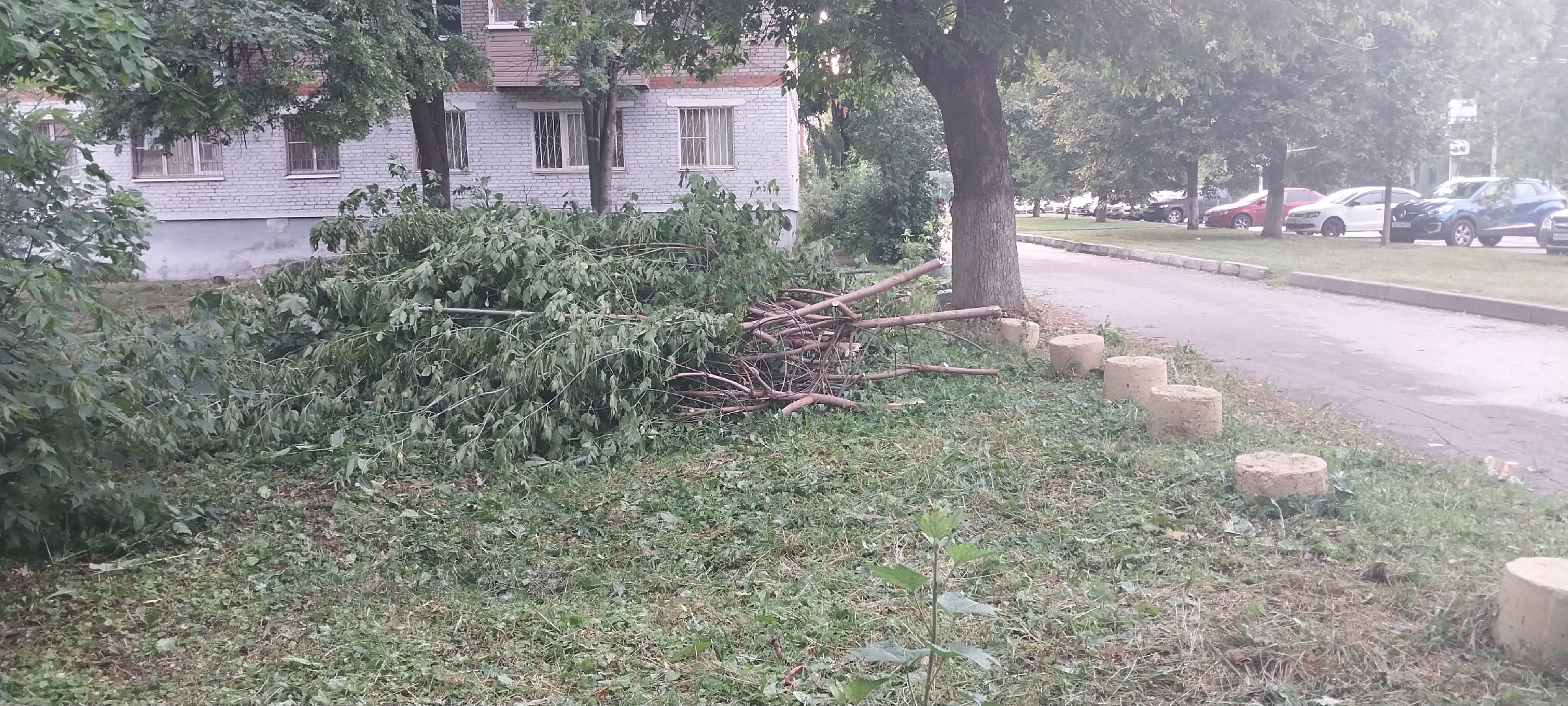 Коломна, опил деревьев, деревья