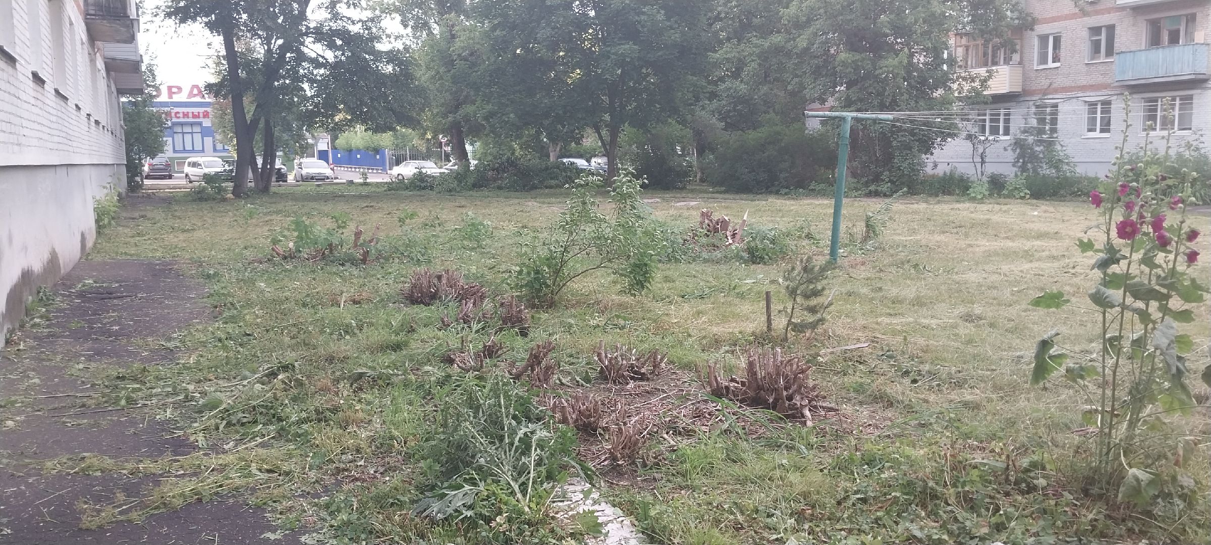 Коломна, опил деревьев, деревья