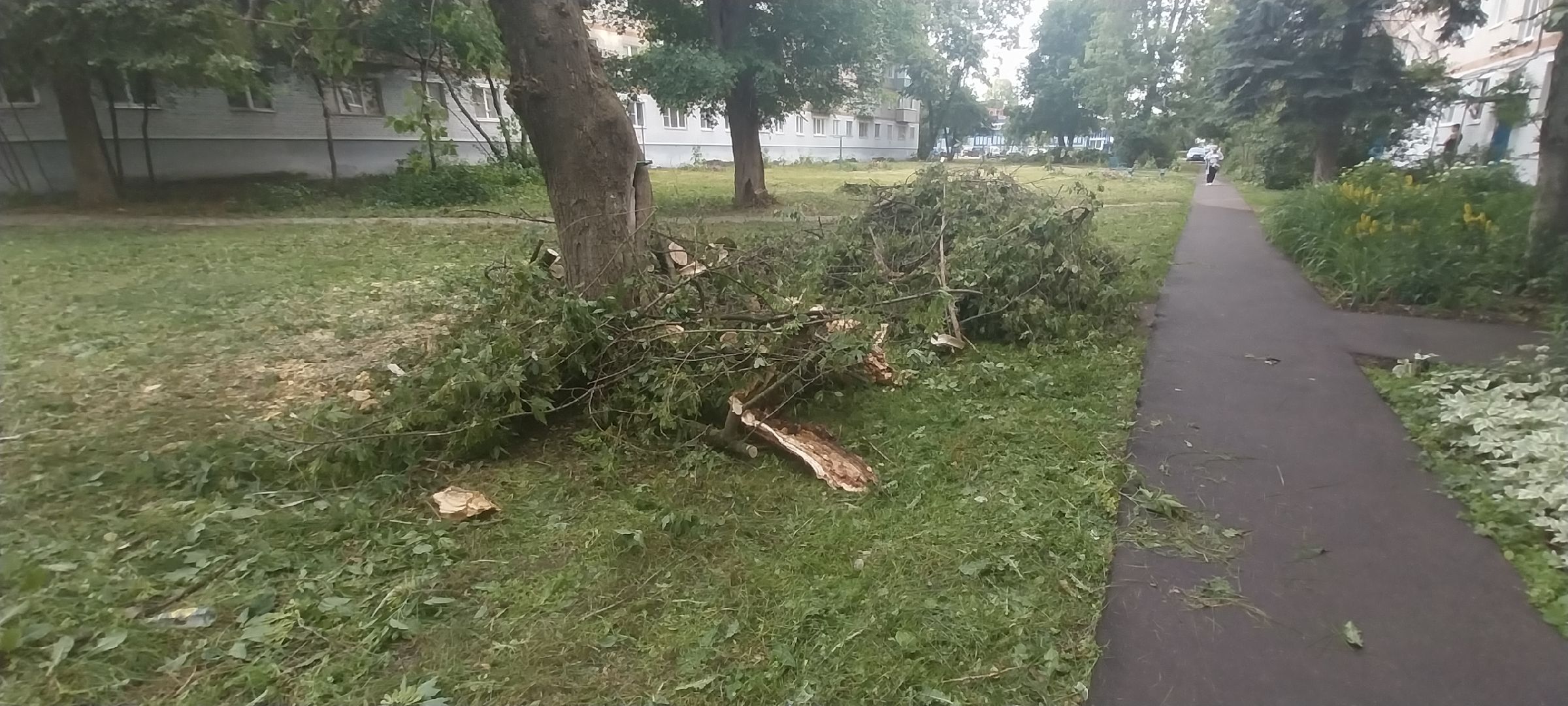 Коломна, опил деревьев, деревья