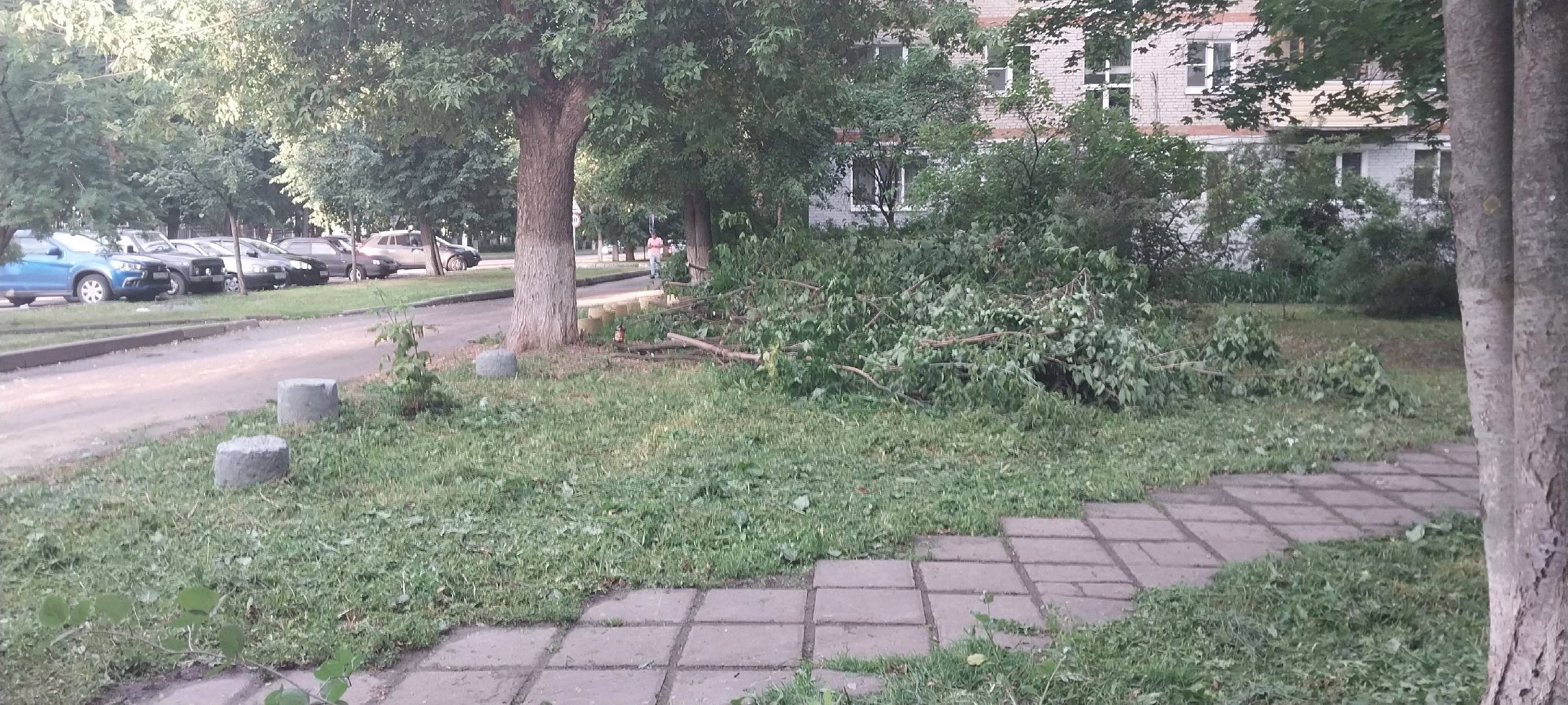 Коломна, опил деревьев, деревья