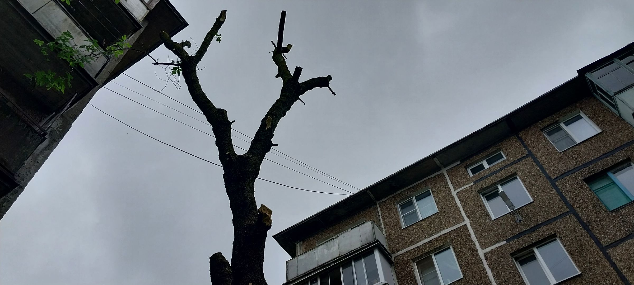 Коломна, опил деревьев, благоустройство