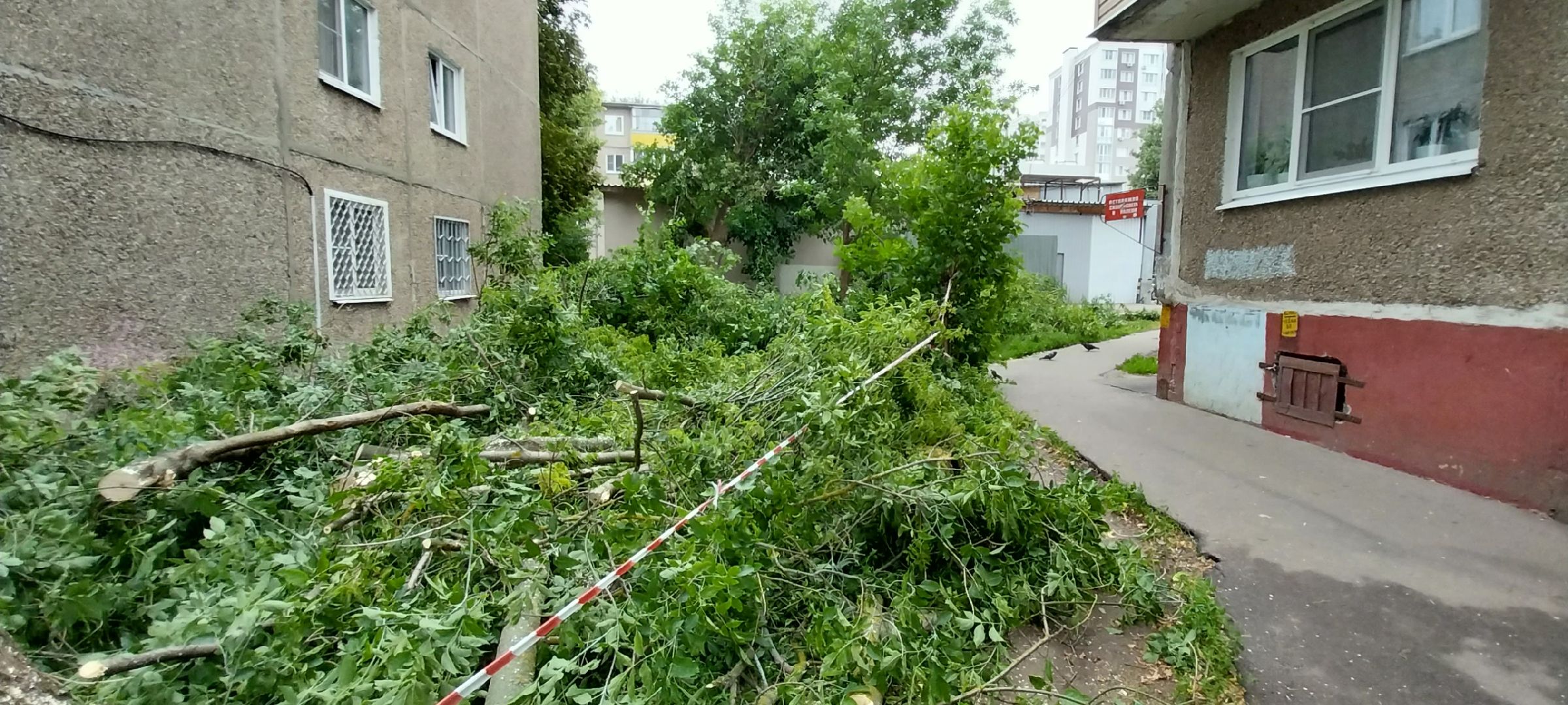 Коломна, опил деревьев, благоустройство