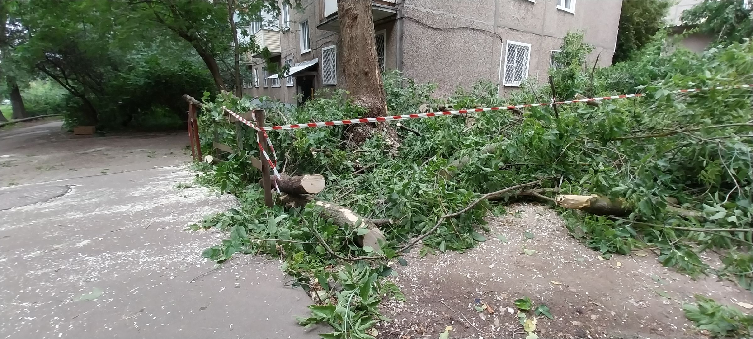 Коломна, опил деревьев, благоустройство