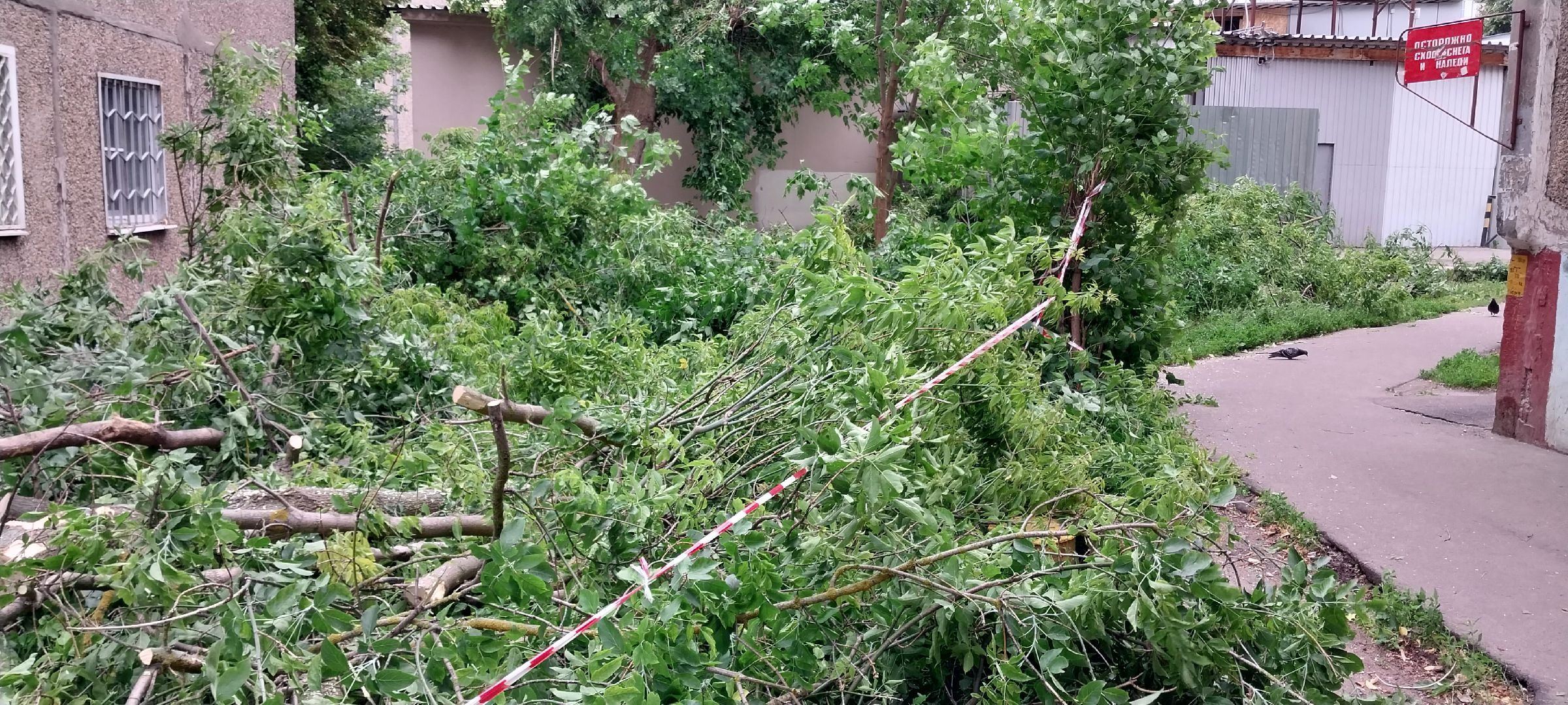 Коломна, опил деревьев, благоустройство