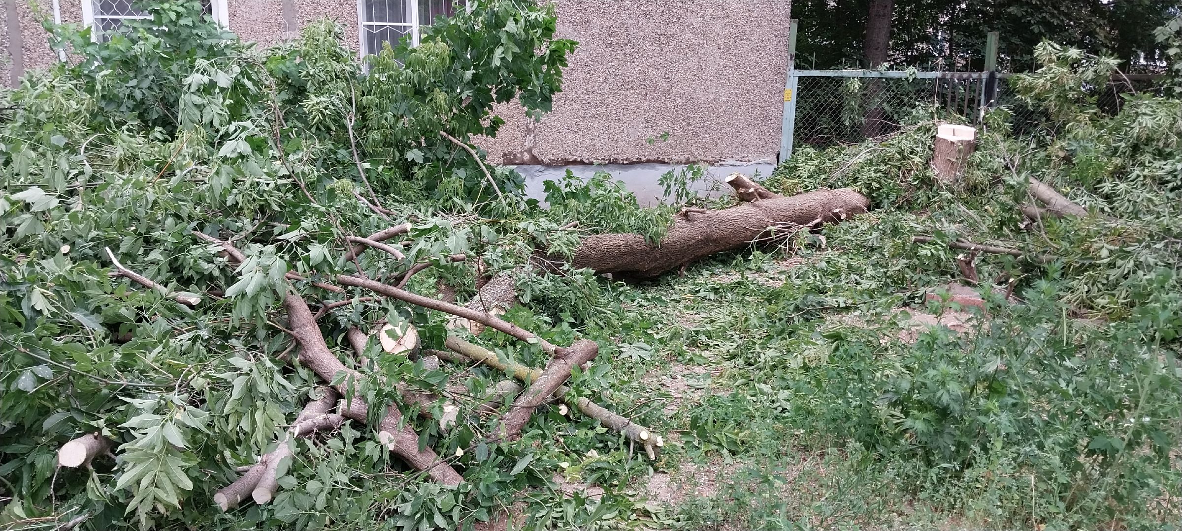 Коломна, опил деревьев, благоустройство