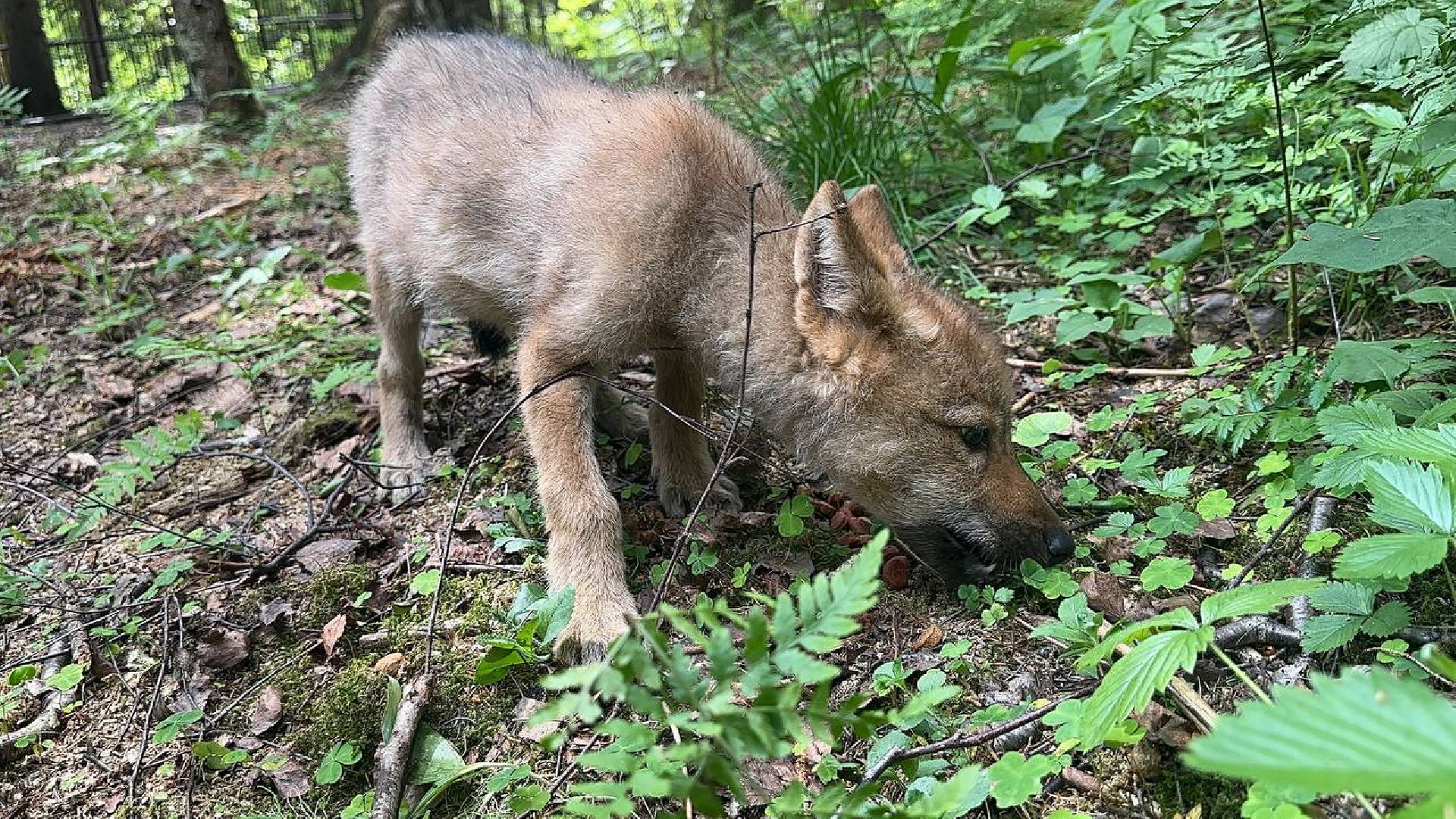 Можайск, Можайский городской округ, Подмосковье, парк тигров, сафари-парк, ягуары, львы, тигры, волк, хищники, туризм