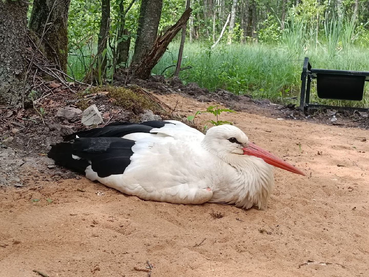 Можайск, Можайский городской округ, Подмосковье, парк тигров, сафари-парк, ягуары, львы, тигры, волк, хищники, туризм