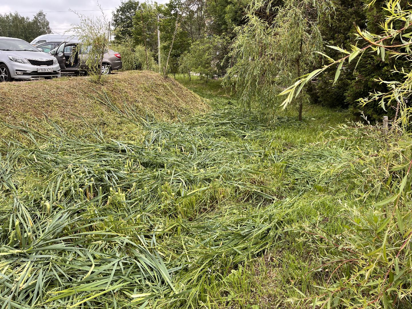 Шаховская, трава, покос, Лера, благоустройство