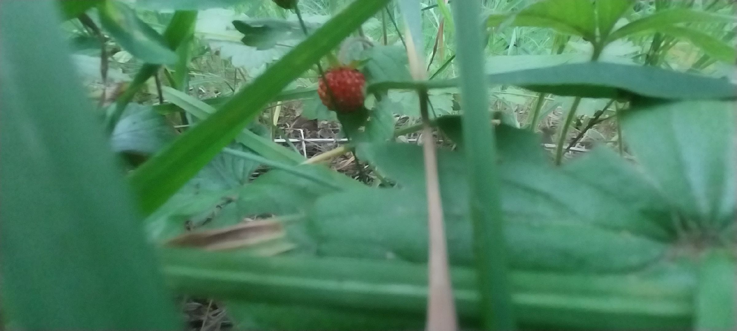 Коломна, земляника, леса подмосковья