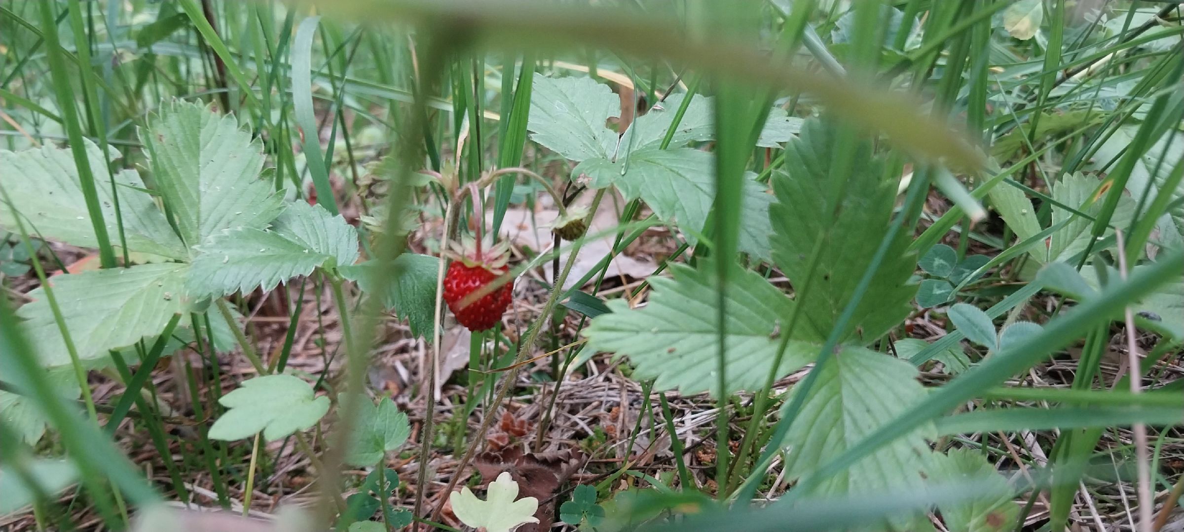 Коломна, земляника, леса подмосковья