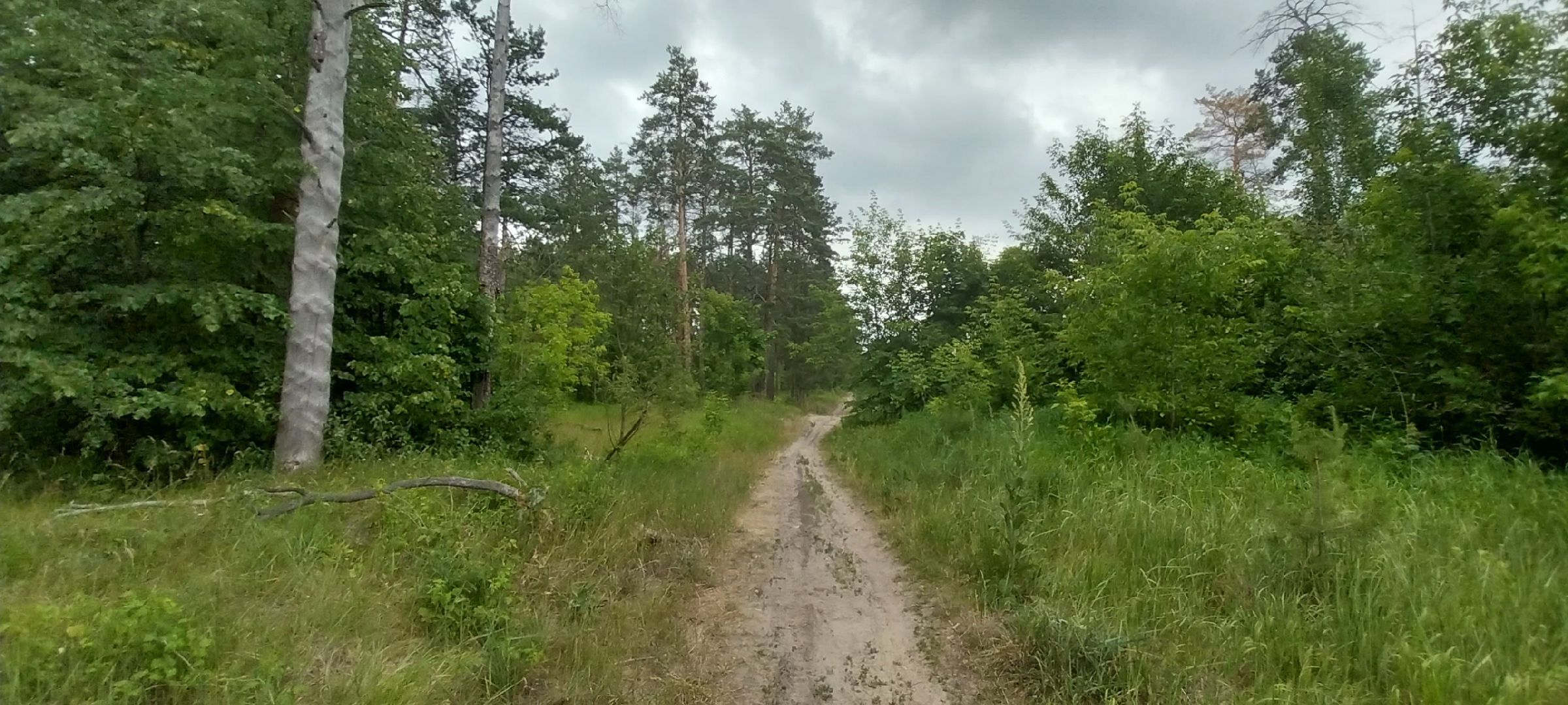 Коломна, земляника, леса подмосковья