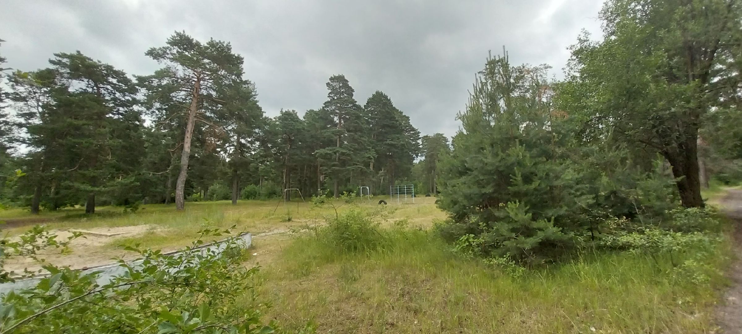 Коломна, земляника, леса подмосковья