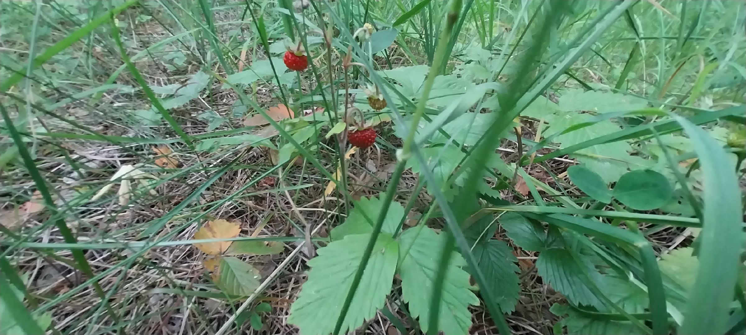 Коломна, земляника, леса подмосковья