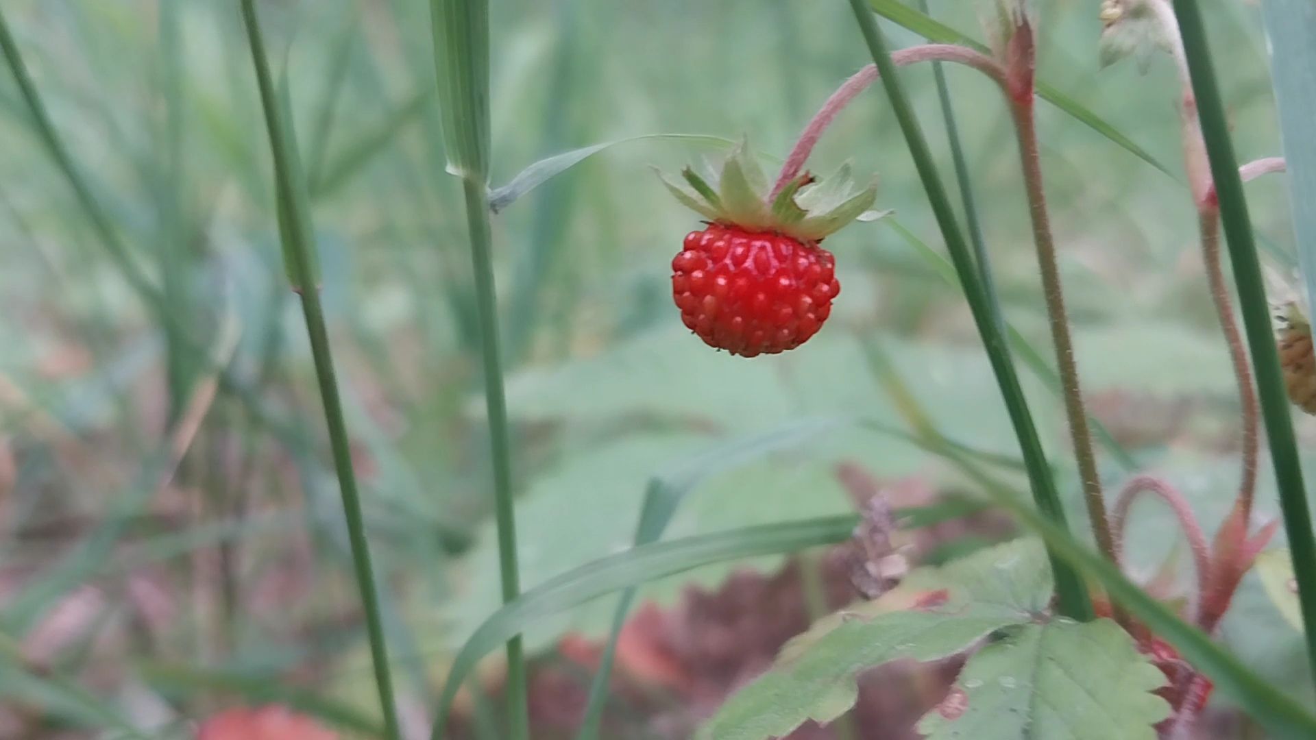 Коломна, земляника, леса подмосковья
