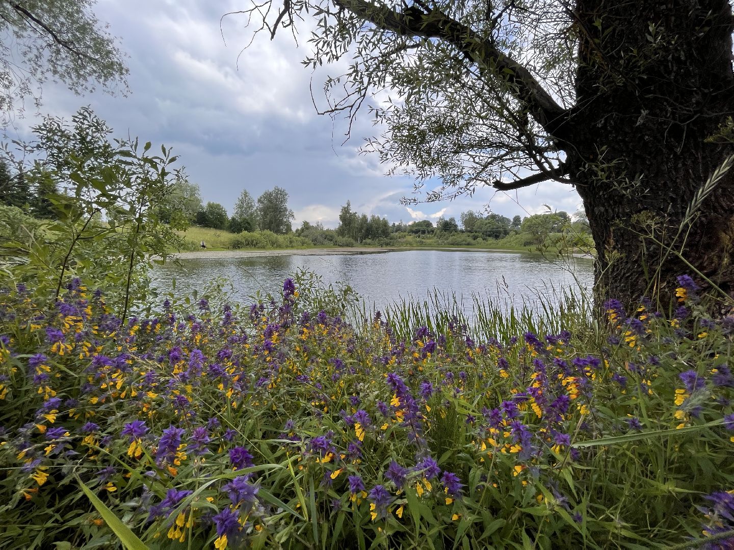 Шаховская, водоем, плотина, отдых, туризм