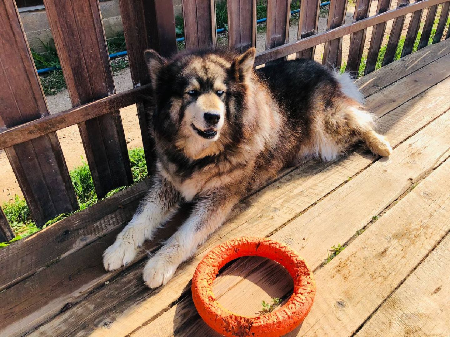 Руза, хаскидеревня, собаки, рузская Аляска, животные, туризм, дог-трекинг, катание на упряжках