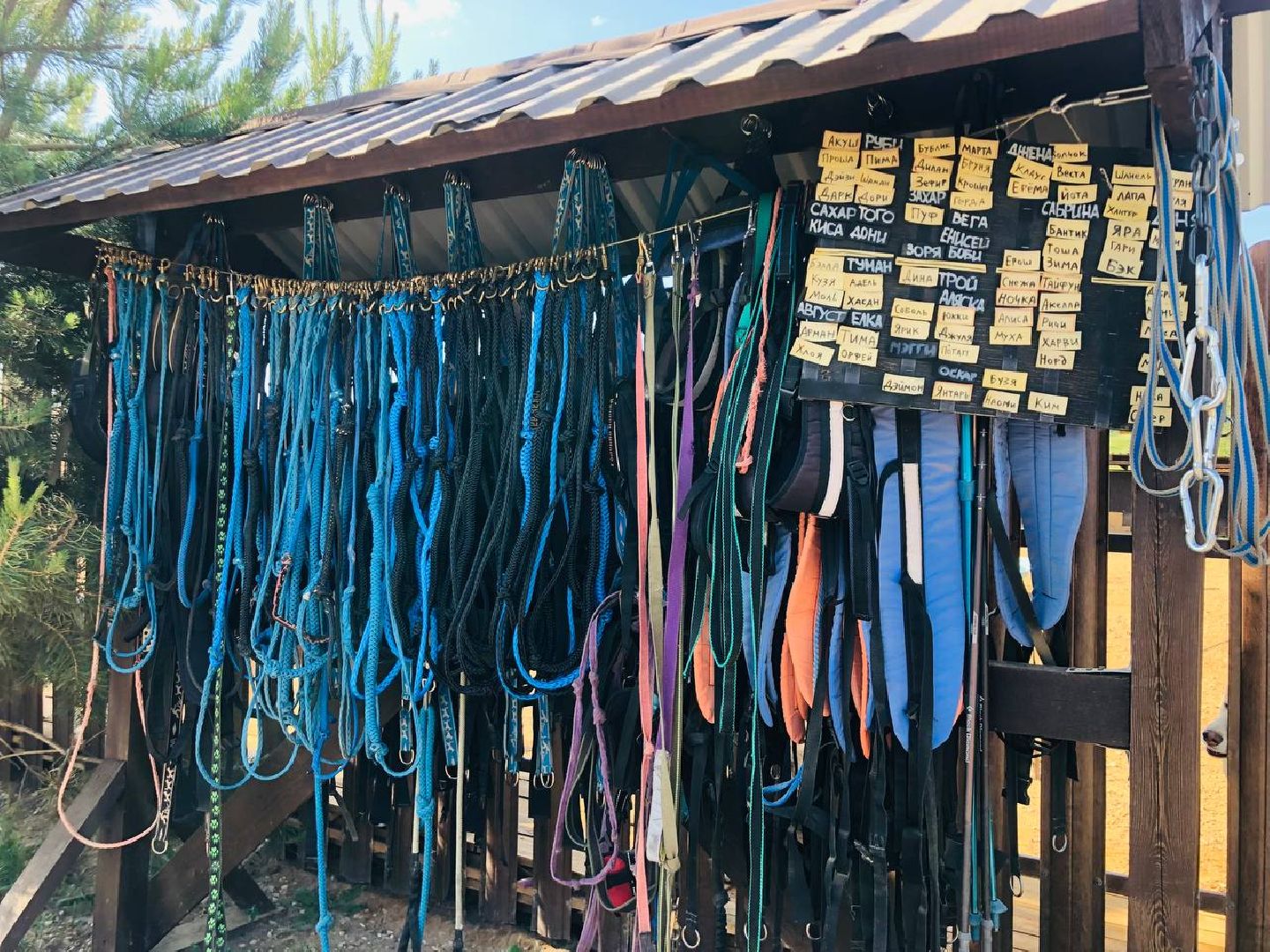 Руза, хаскидеревня, собаки, рузская Аляска, животные, туризм, дог-трекинг, катание на упряжках