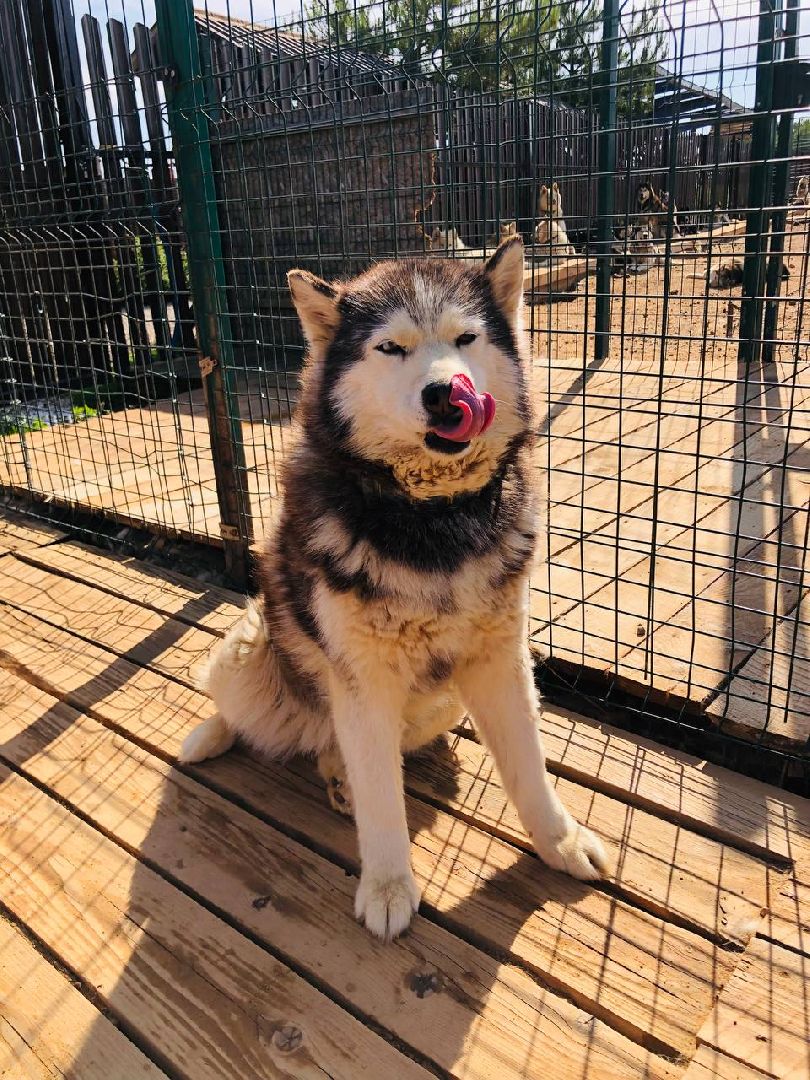 Руза, хаскидеревня, собаки, рузская Аляска, животные, туризм, дог-трекинг, катание на упряжках