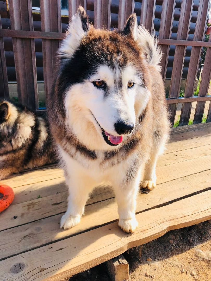 Руза, хаскидеревня, собаки, рузская Аляска, животные, туризм, дог-трекинг, катание на упряжках