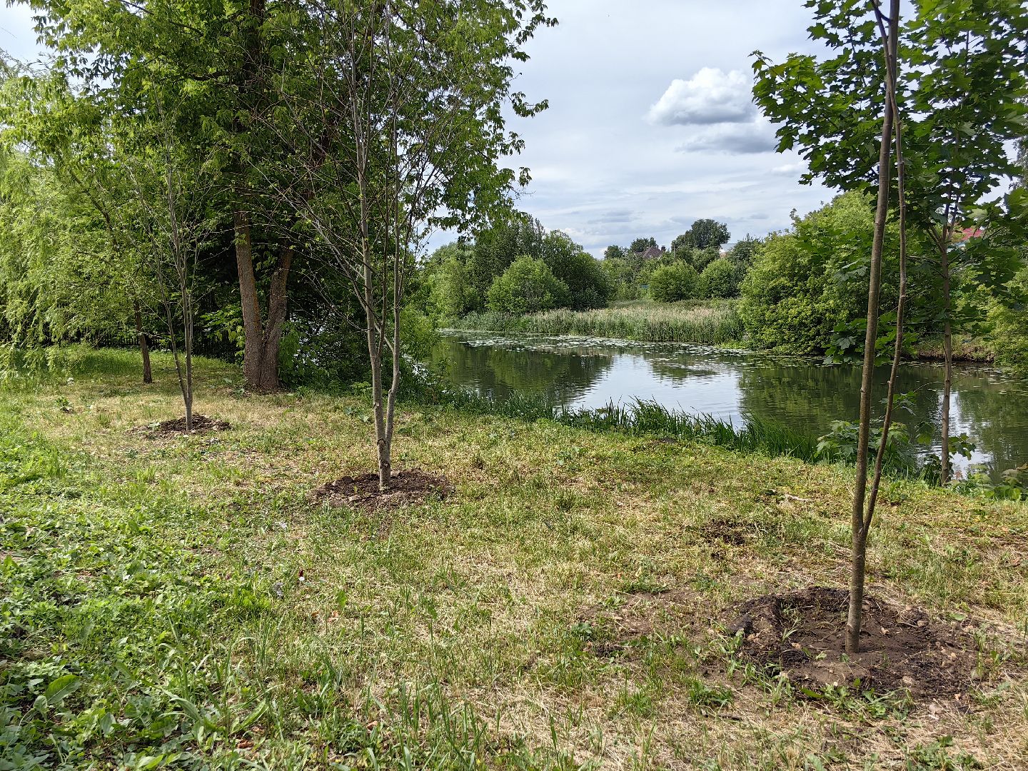 Сухостои, деревья, обрезка, благоустройство
