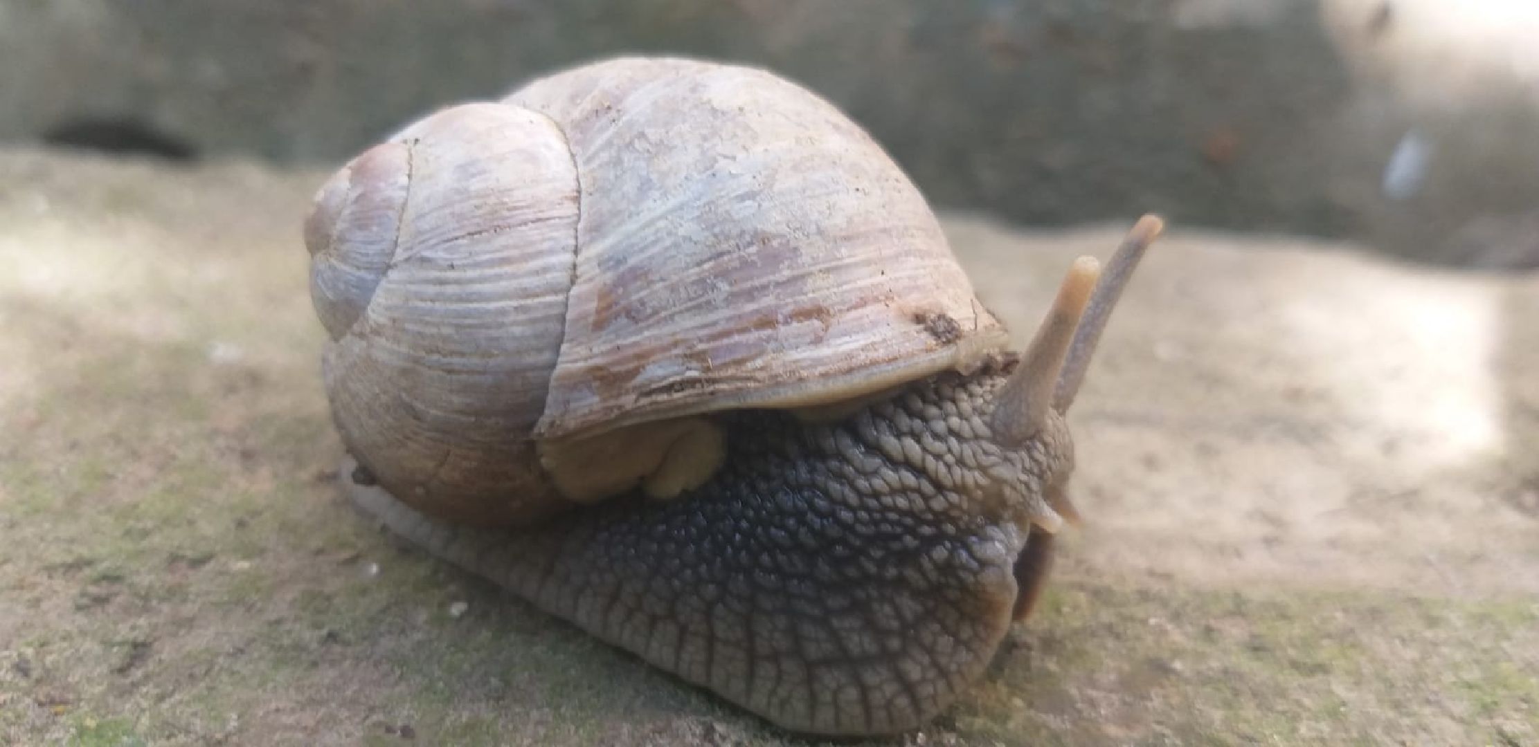 Улитки, дожди в Подмосковье, Малаколог, Наро-Фоминск