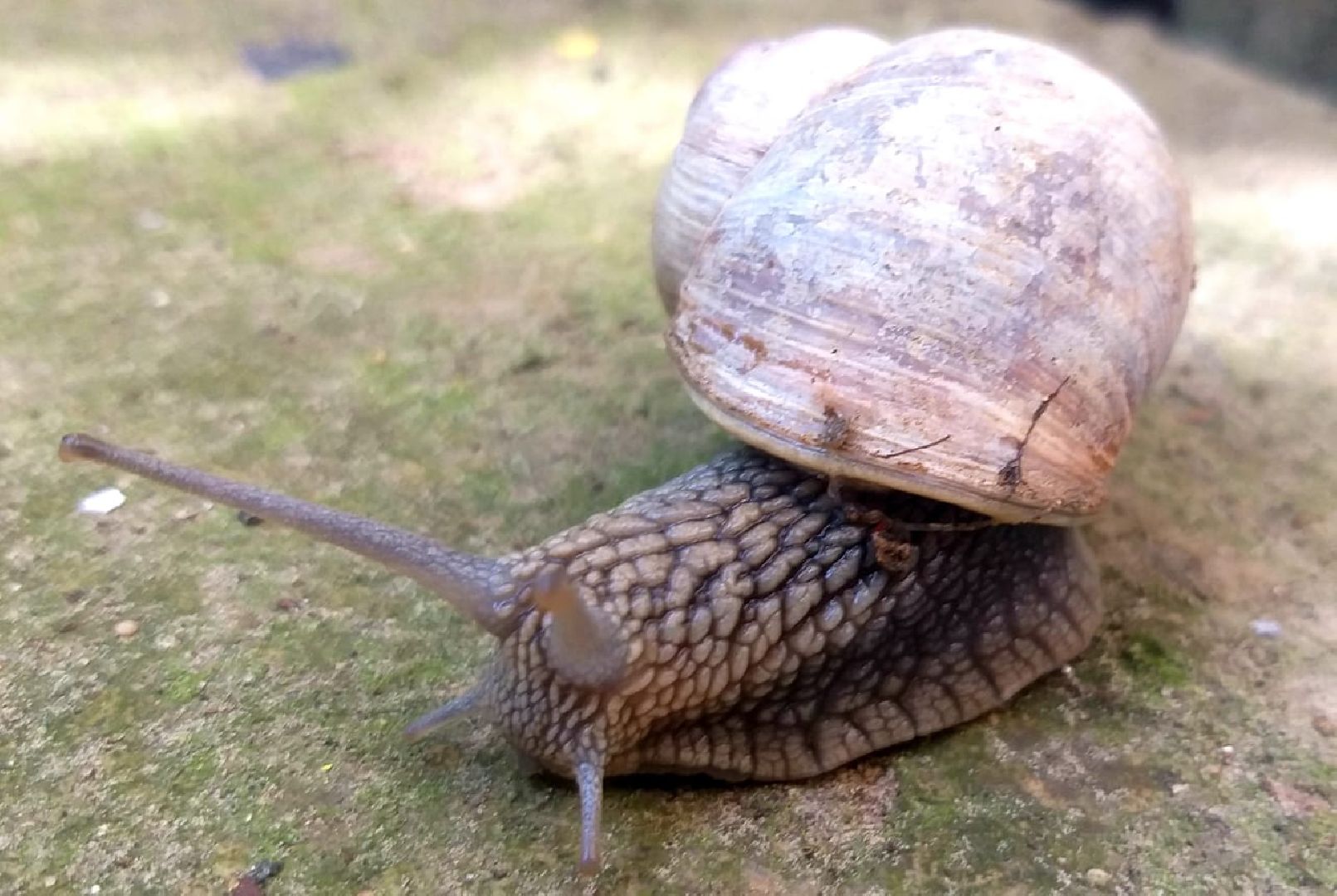 Улитки, дожди в Подмосковье, Малаколог, Наро-Фоминск