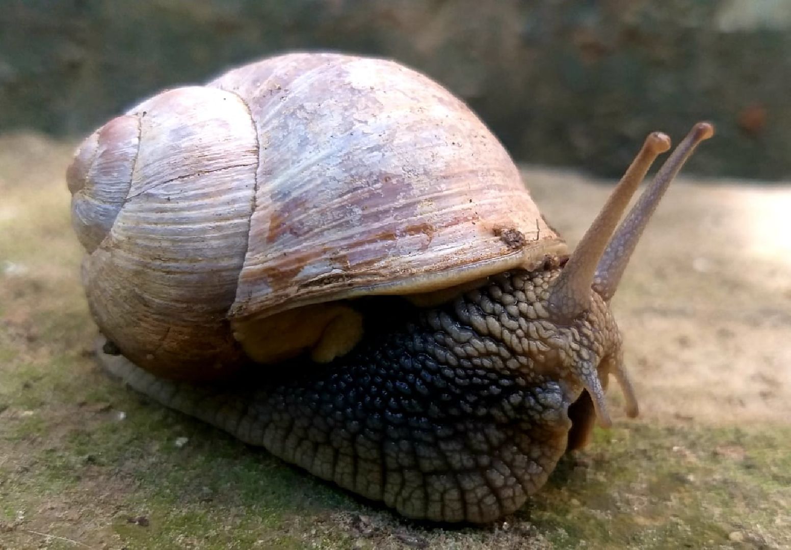 Улитки, дожди в Подмосковье, Малаколог, Наро-Фоминск