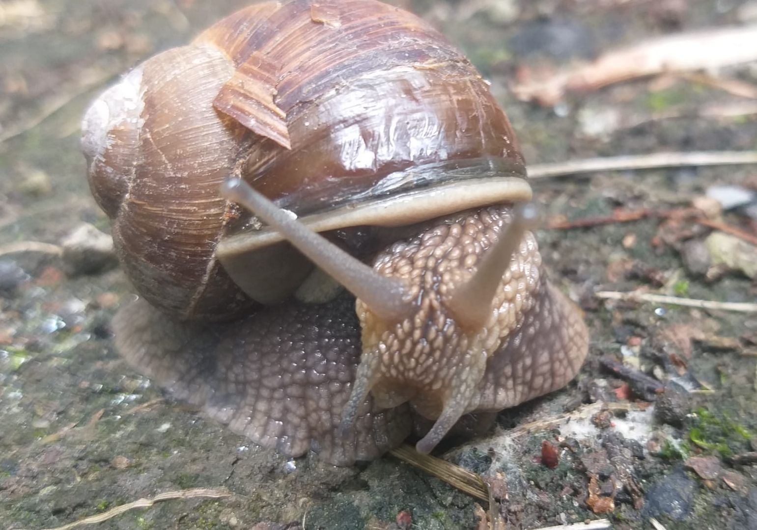 Улитки, дожди в Подмосковье, Малаколог, Наро-Фоминск
