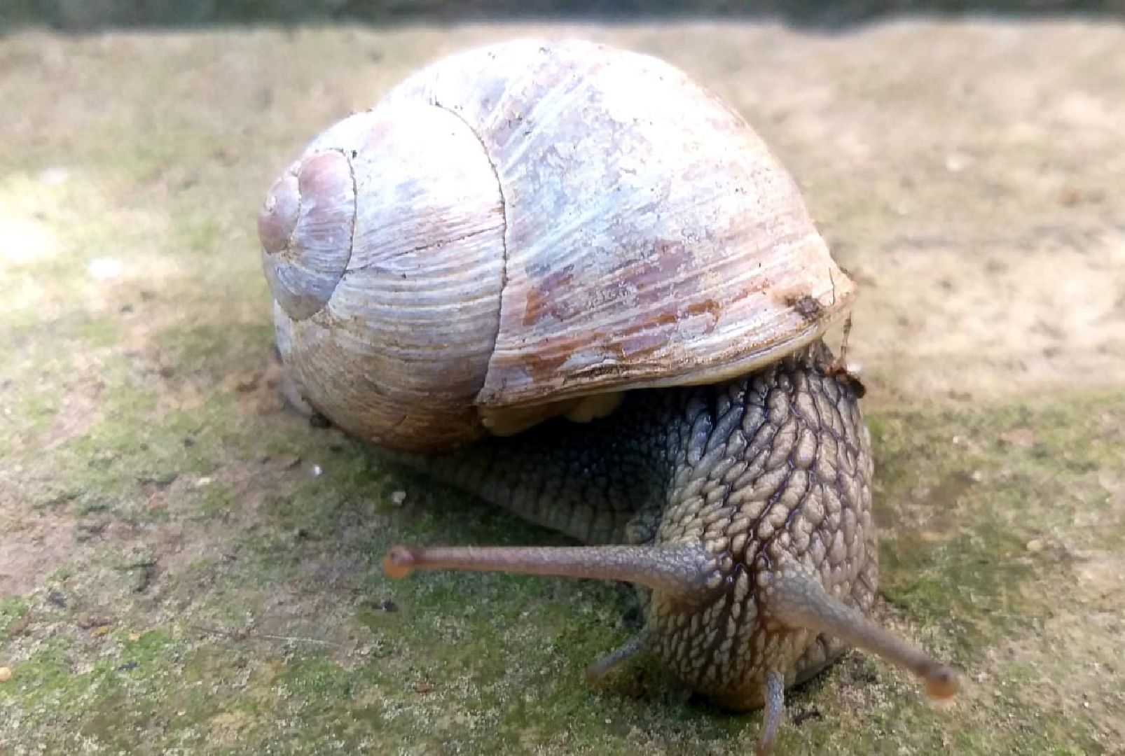 Улитки, дожди в Подмосковье, Малаколог, Наро-Фоминск
