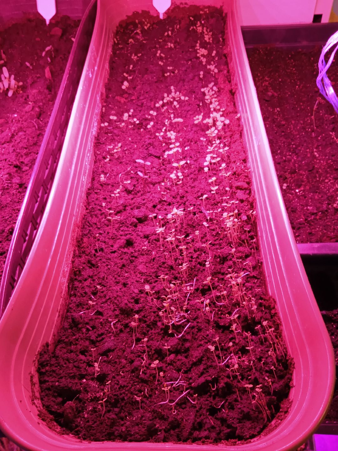 Город-сад, рассада, озеленение, бесплатно, Жуковский, волонтёры