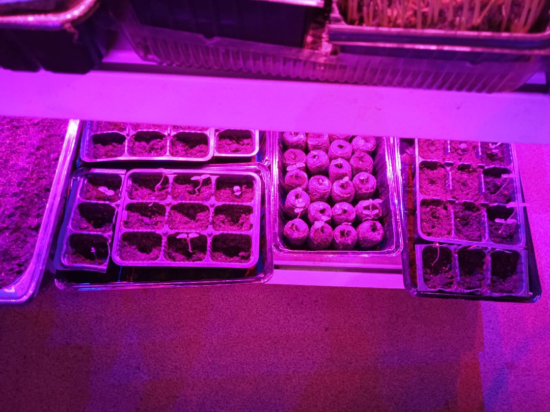 Город-сад, рассада, озеленение, бесплатно, Жуковский, волонтёры