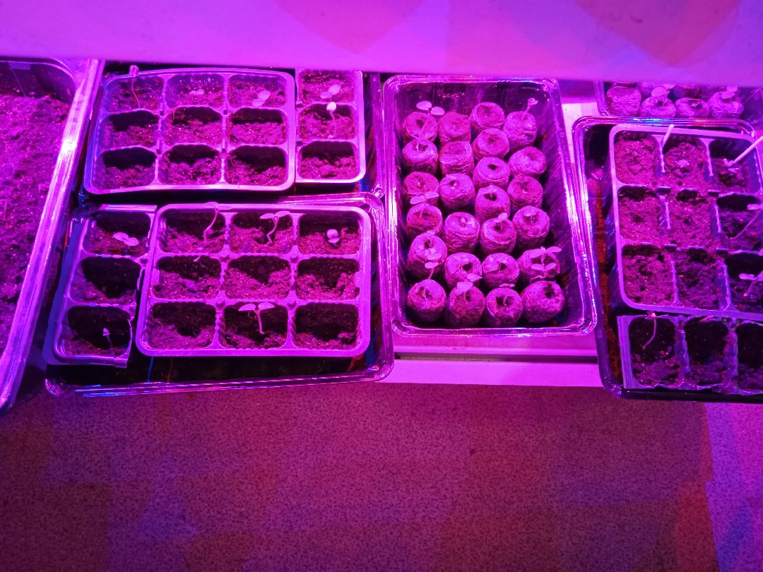 Город-сад, рассада, озеленение, бесплатно, Жуковский, волонтёры