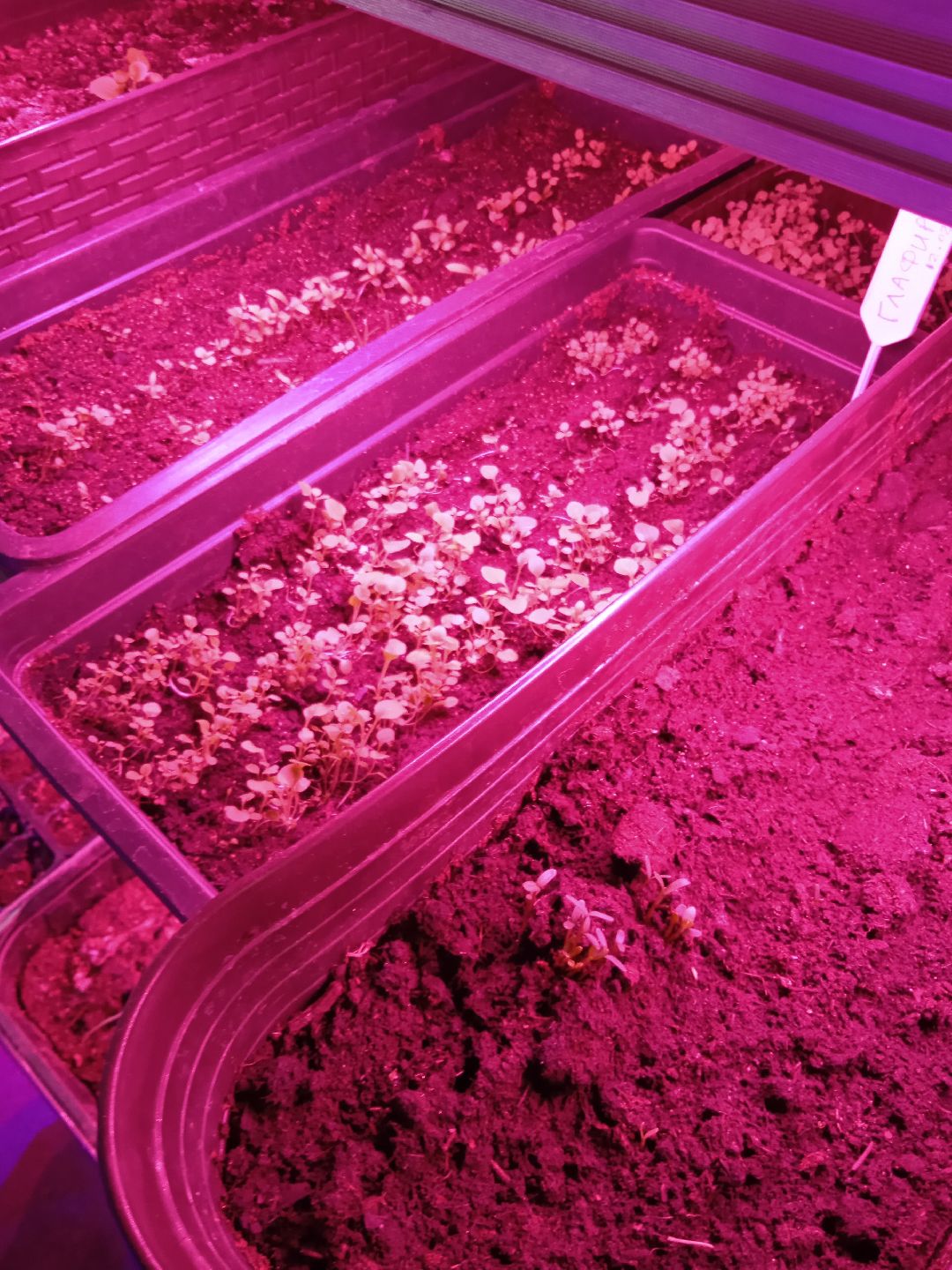 Город-сад, рассада, озеленение, бесплатно, Жуковский, волонтёры