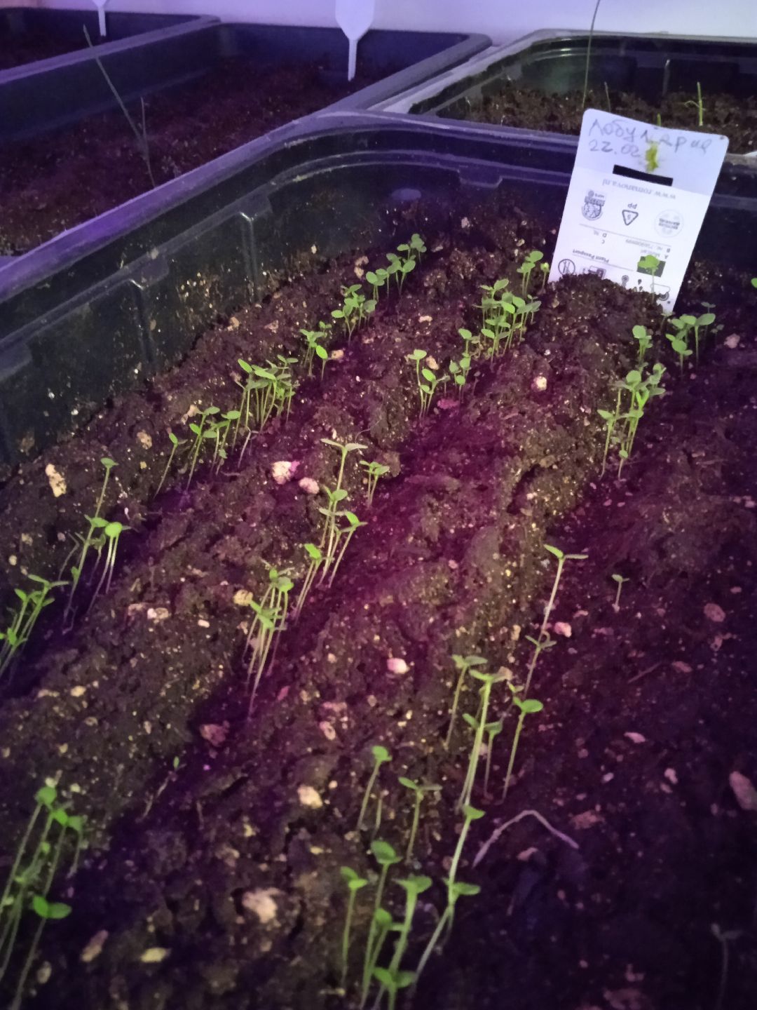 Город-сад, рассада, озеленение, бесплатно, Жуковский, волонтёры