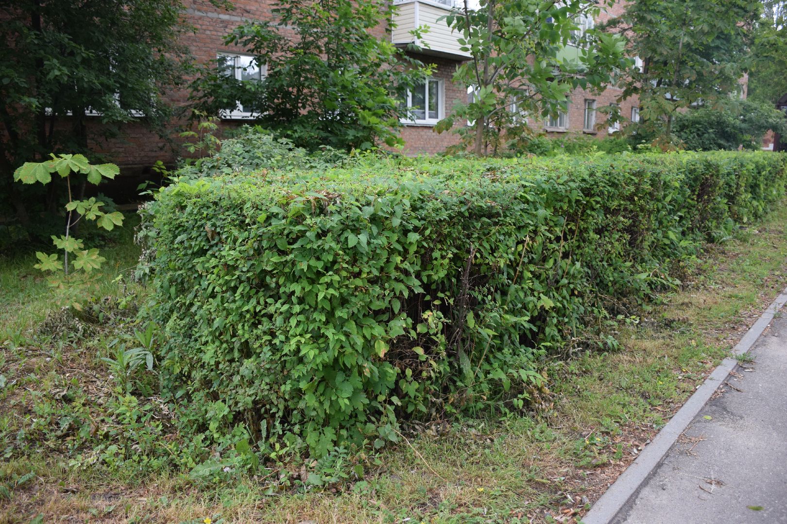 Павловский Посад, городской округ Павловский Посад, благоустройство, кусты, люди, работа, природа