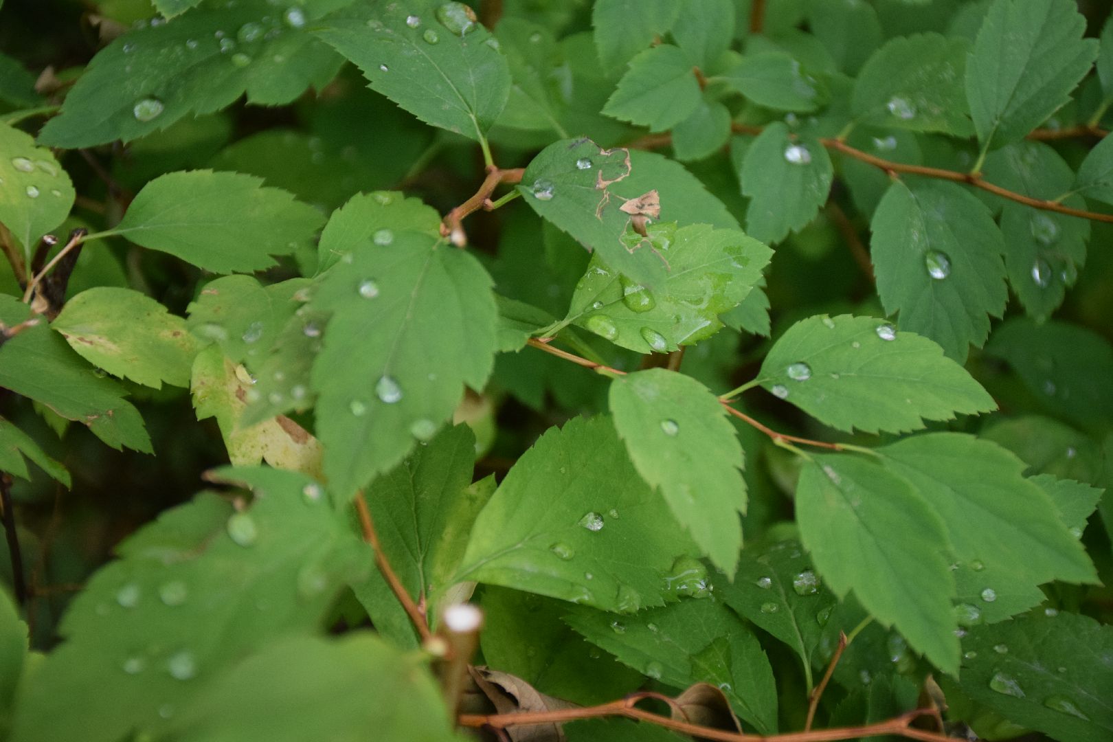 Павловский Посад, городской округ Павловский Посад, благоустройство, кусты, люди, работа, природа