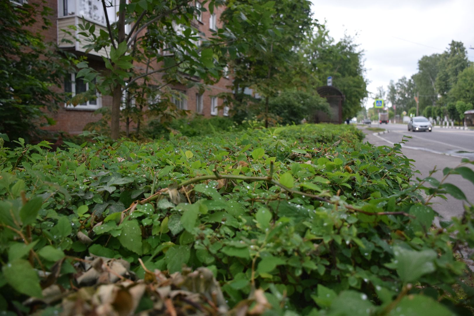 Павловский Посад, городской округ Павловский Посад, благоустройство, кусты, люди, работа, природа