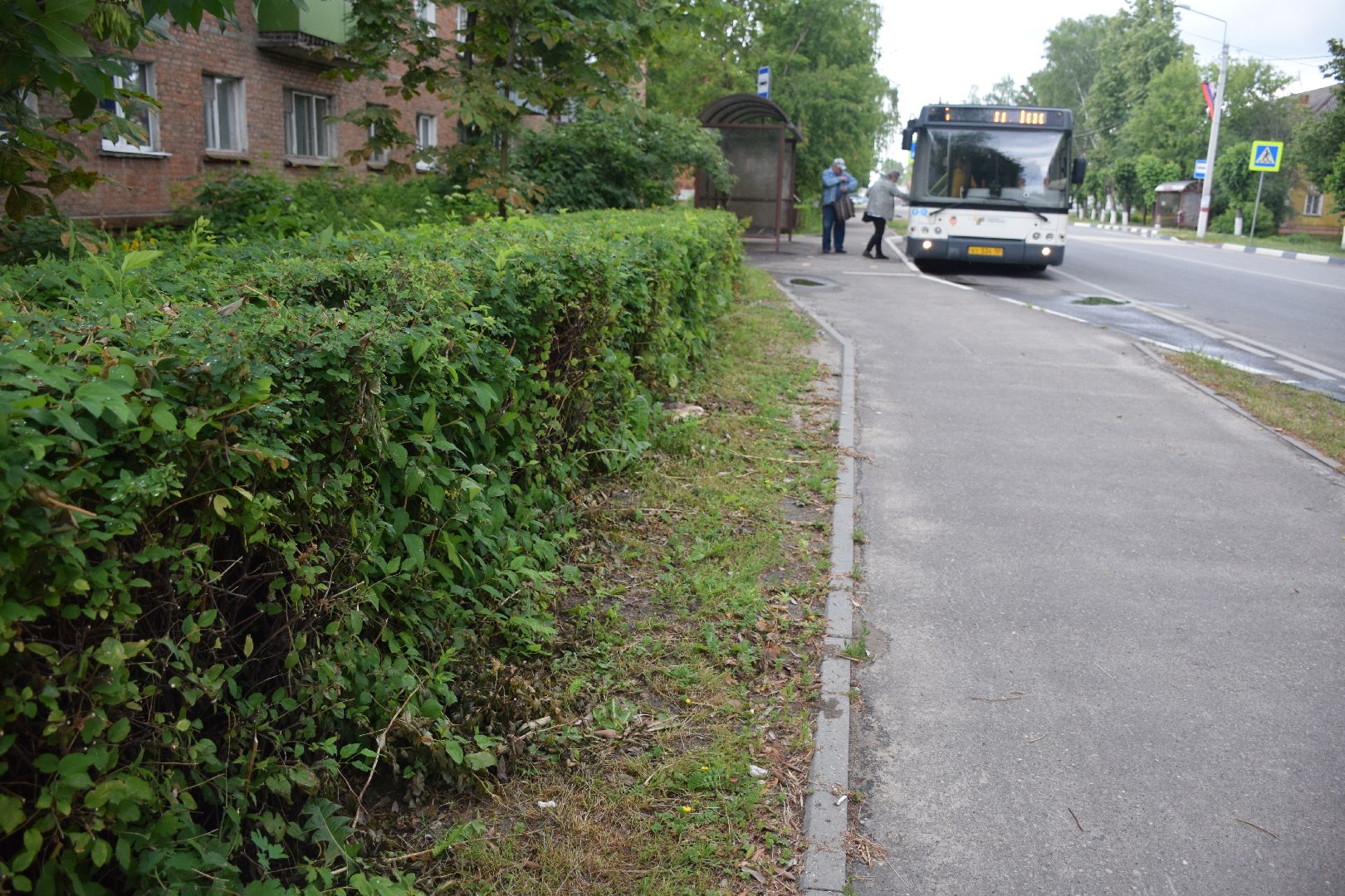 Павловский Посад, городской округ Павловский Посад, благоустройство, кусты, люди, работа, природа