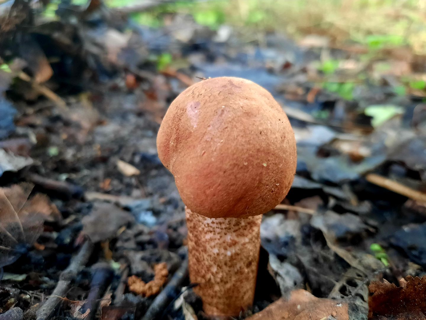 #шатура, #лес, #грибы, #торфяники, #природа