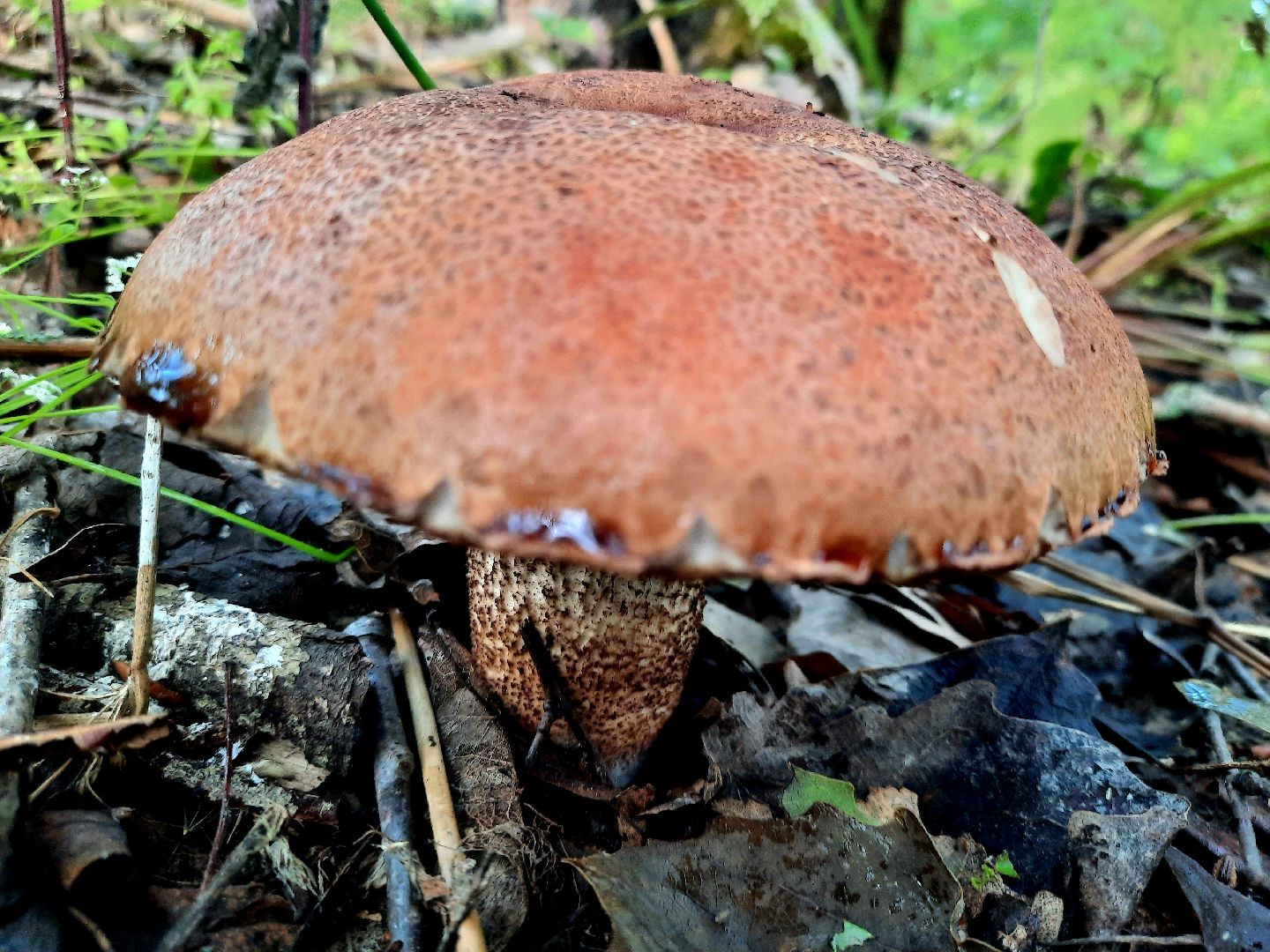 #шатура, #лес, #грибы, #торфяники, #природа