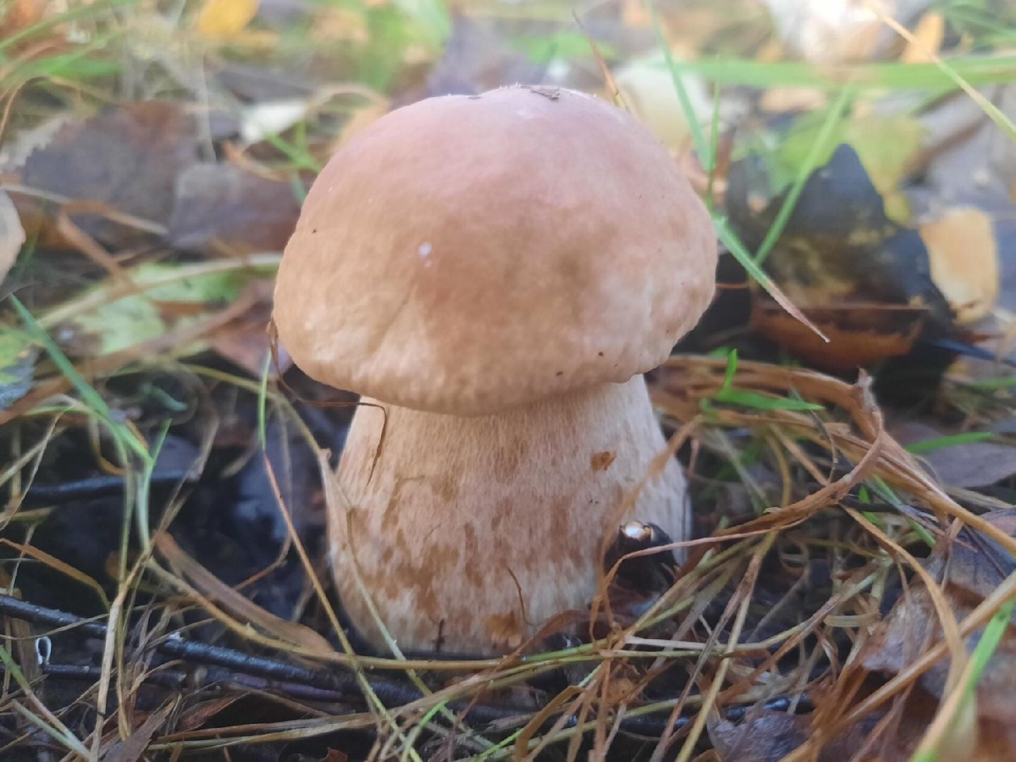 #шатура, #лес, #грибы, #торфяники, #природа