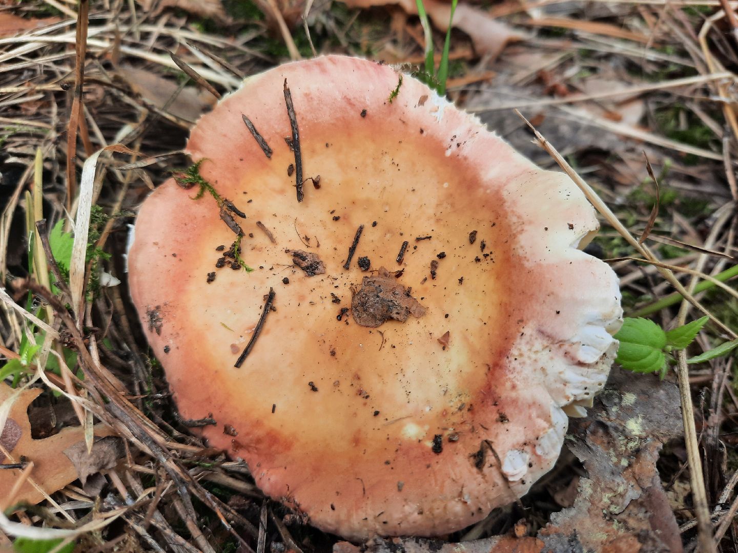 #шатура, #лес, #грибы, #торфяники, #природа