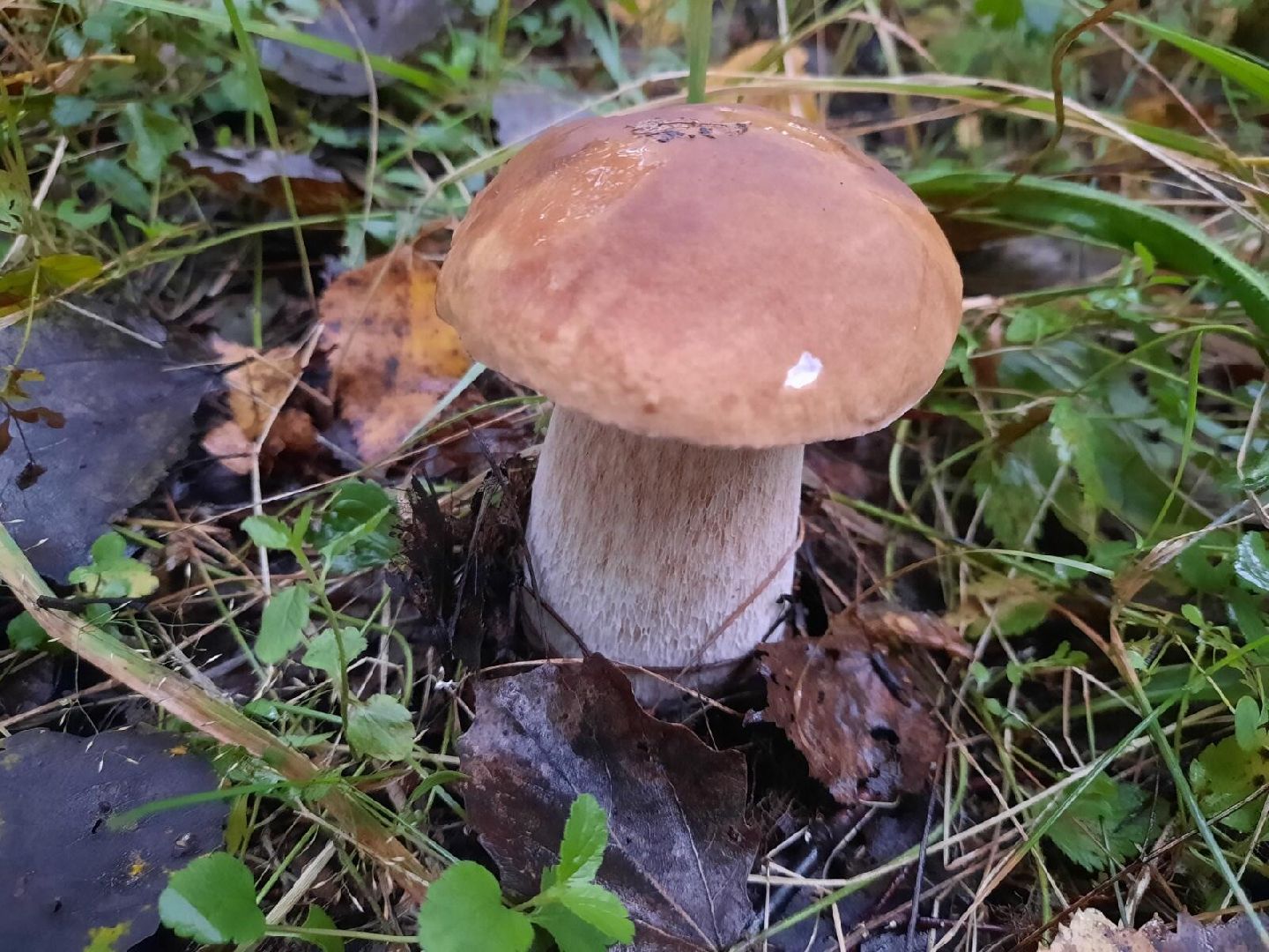 #шатура, #лес, #грибы, #торфяники, #природа