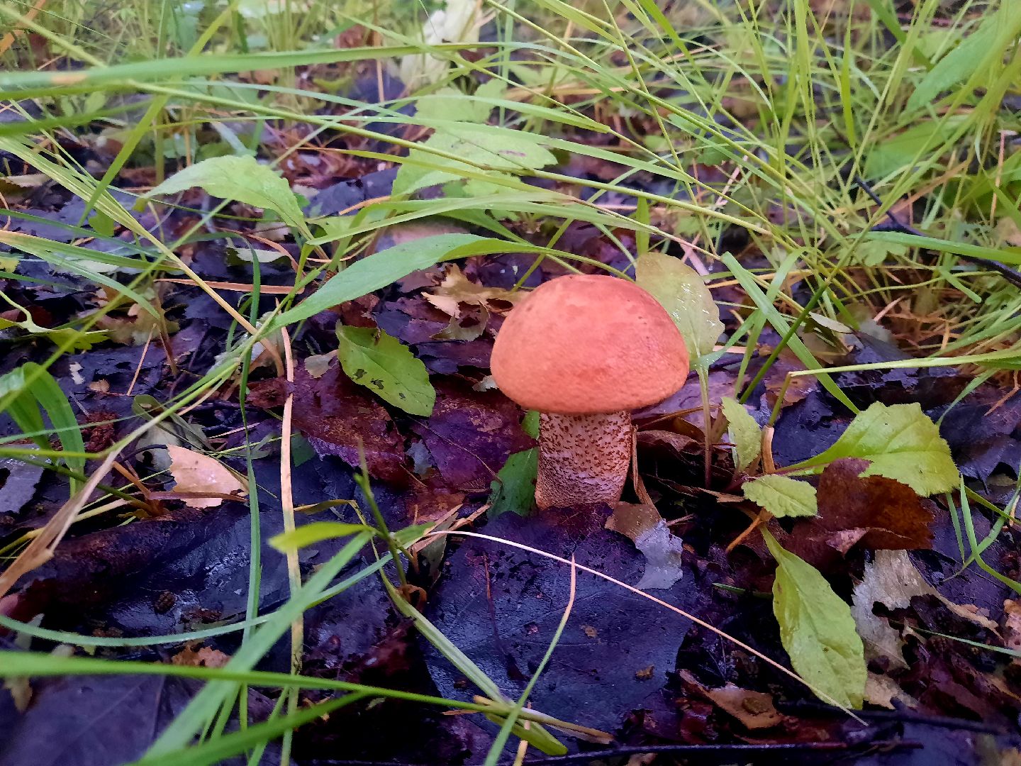 #шатура, #лес, #грибы, #торфяники, #природа