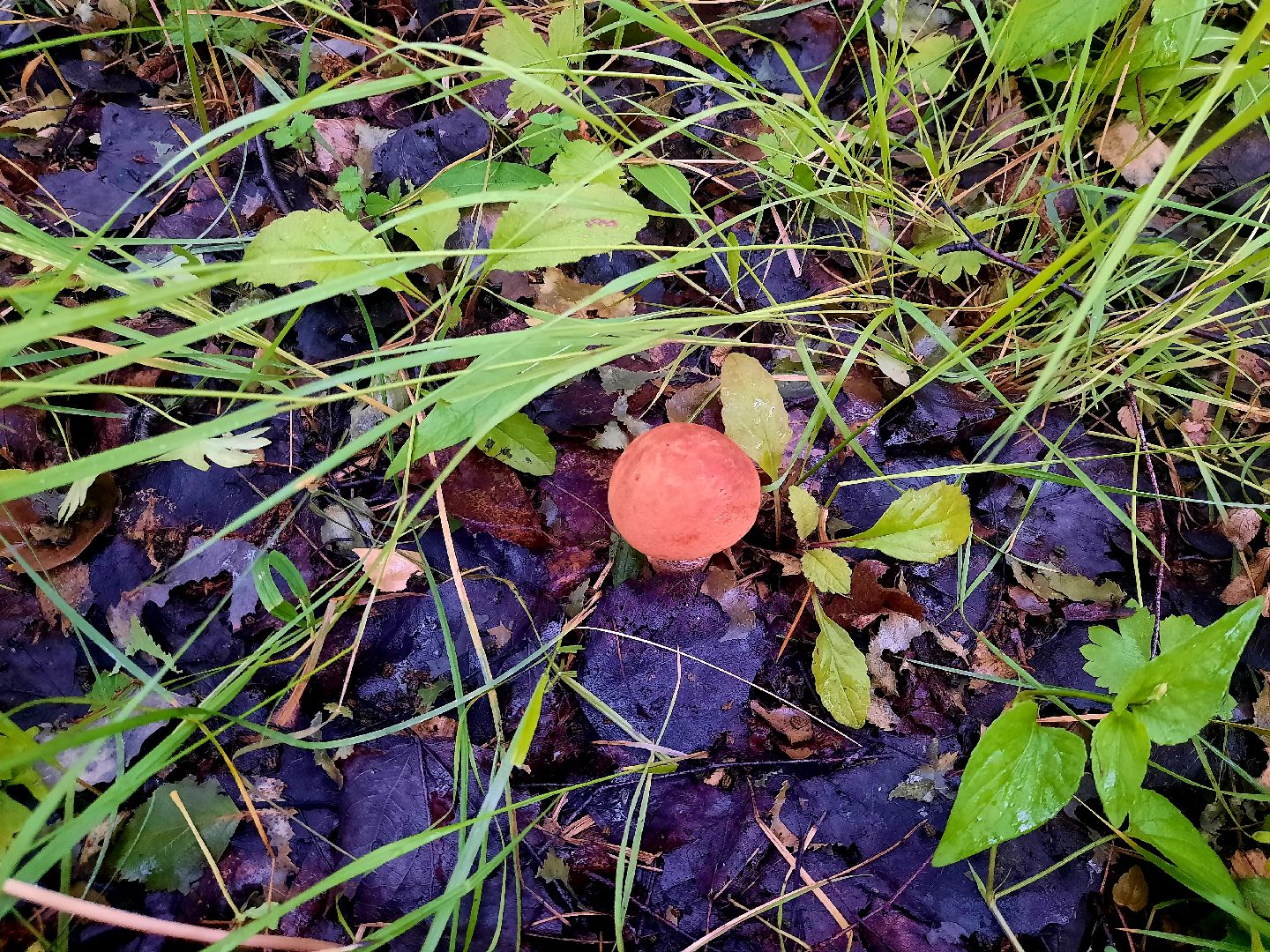 #шатура, #лес, #грибы, #торфяники, #природа